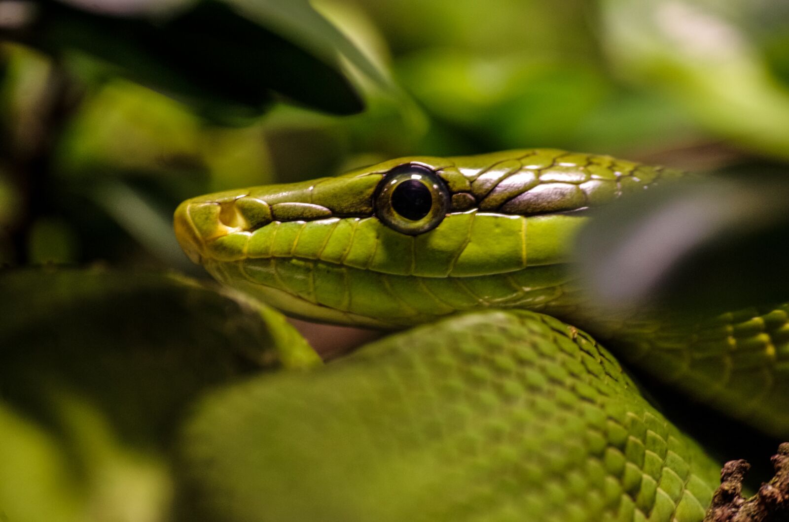 Pentax K-30 sample photo. Snake, natter, reptile photography