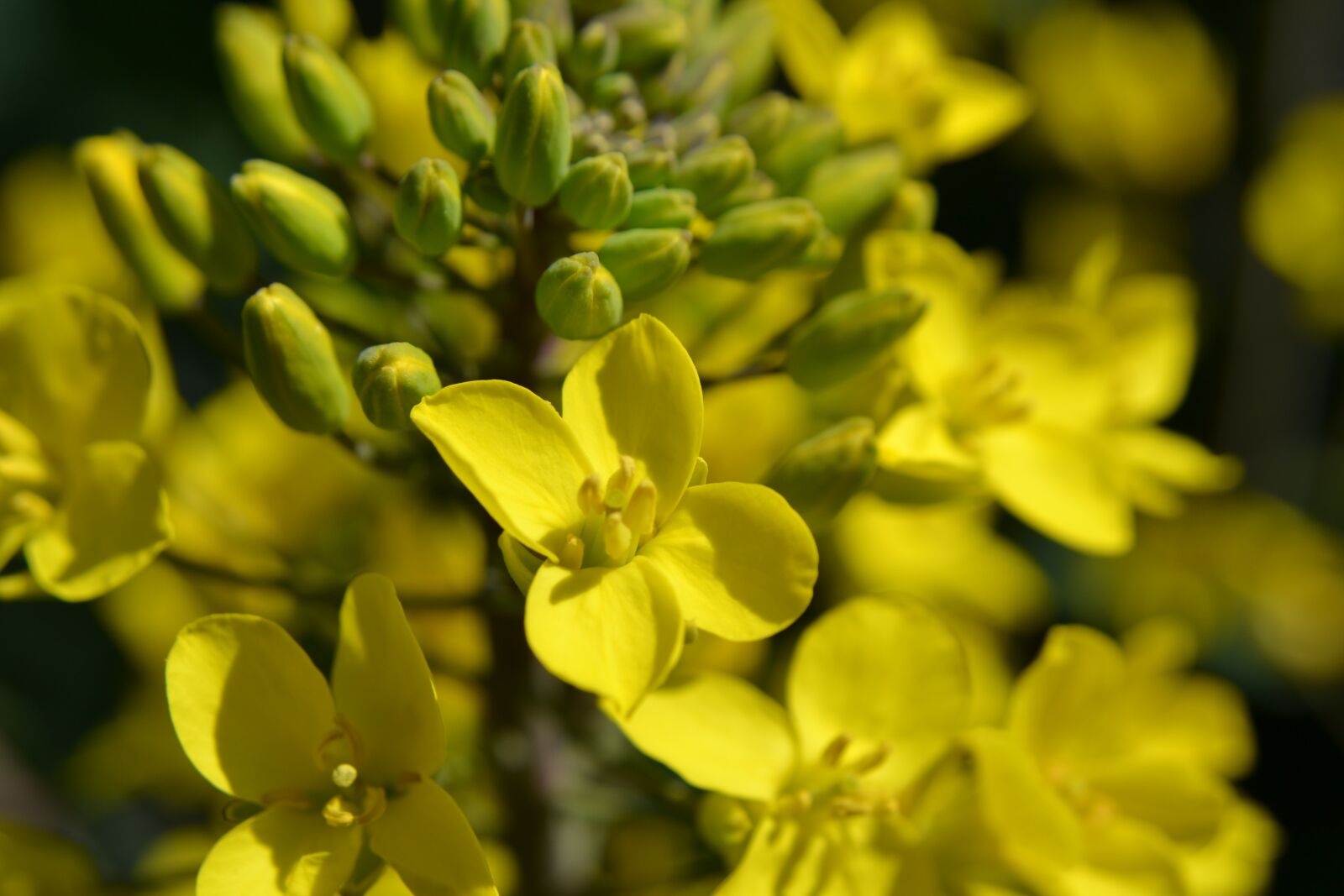 Nikon D3100 sample photo. Flowering kale, kale, nature photography