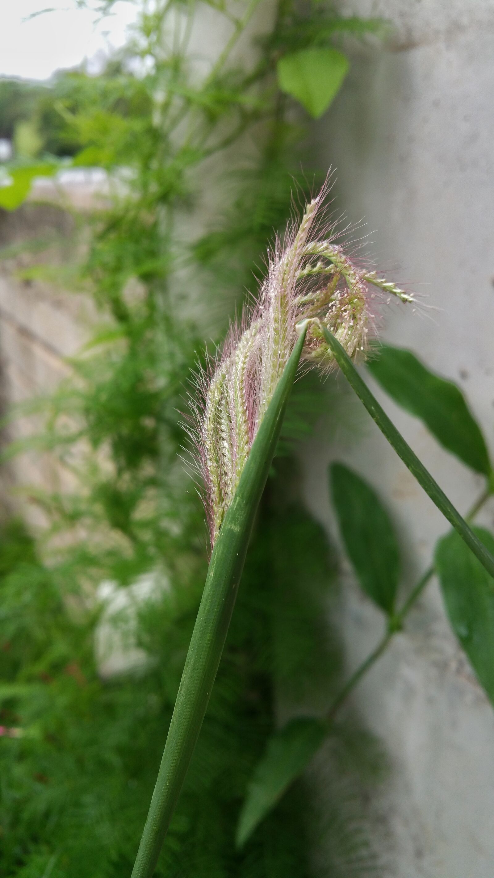 Samsung Galaxy Note4 sample photo. Grass, nature, seeds photography