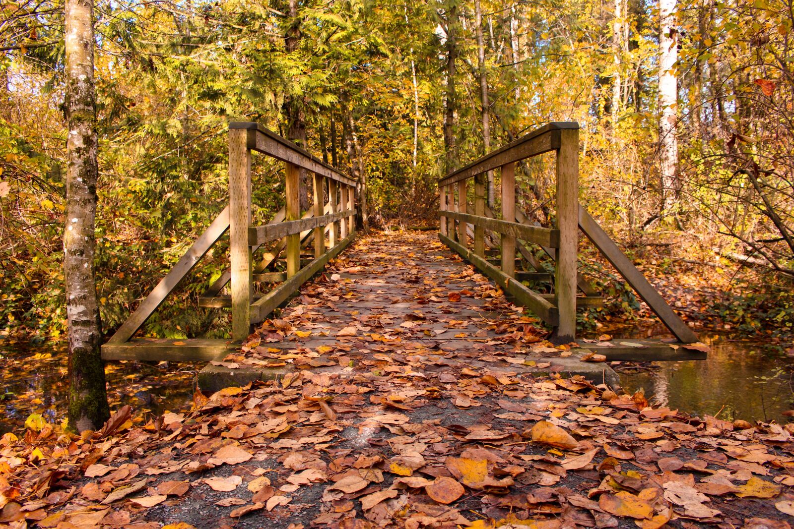 Canon EOS 700D (EOS Rebel T5i / EOS Kiss X7i) sample photo. Bridge, autumn, leaves photography
