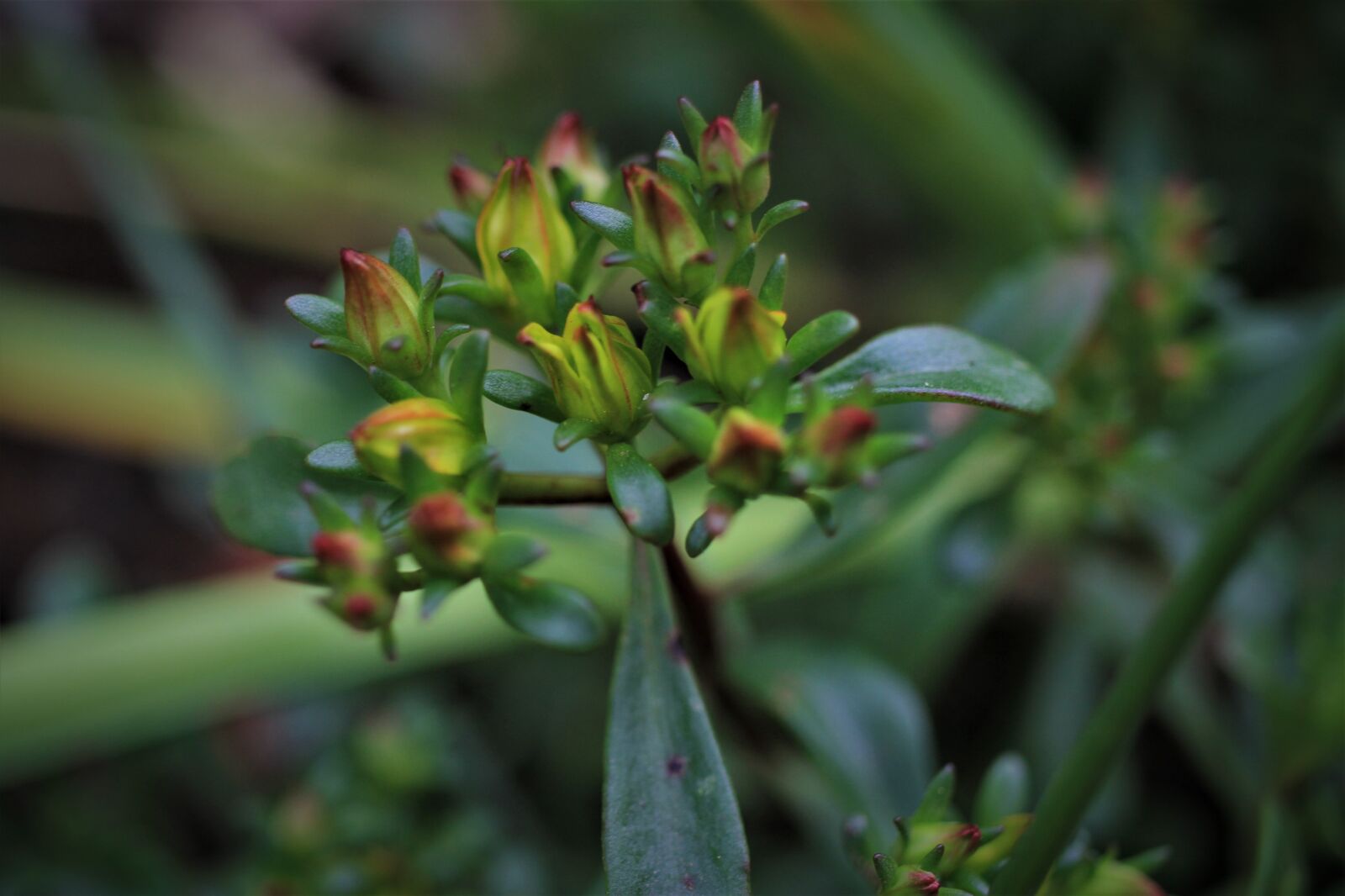 Canon EF-S 35mm F2.8 Macro IS STM sample photo. Plant, flowers, yellow photography