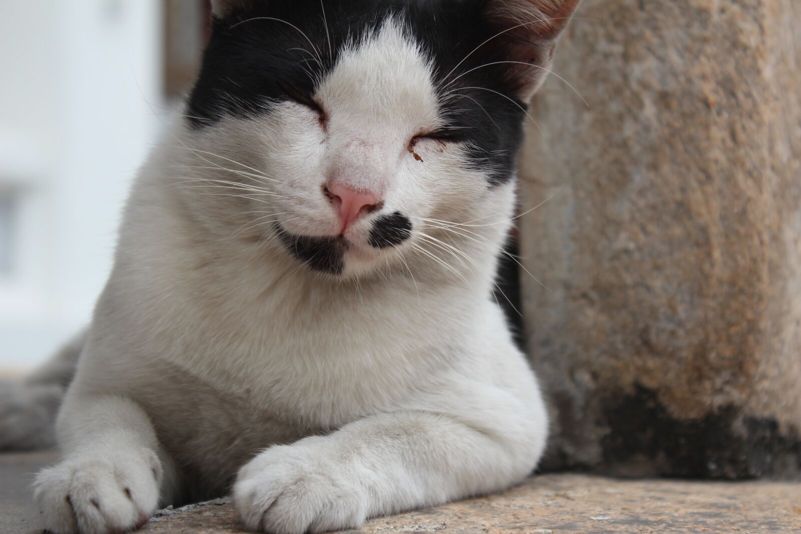 Canon EOS 600D (Rebel EOS T3i / EOS Kiss X5) sample photo. Cat, grin, black and photography