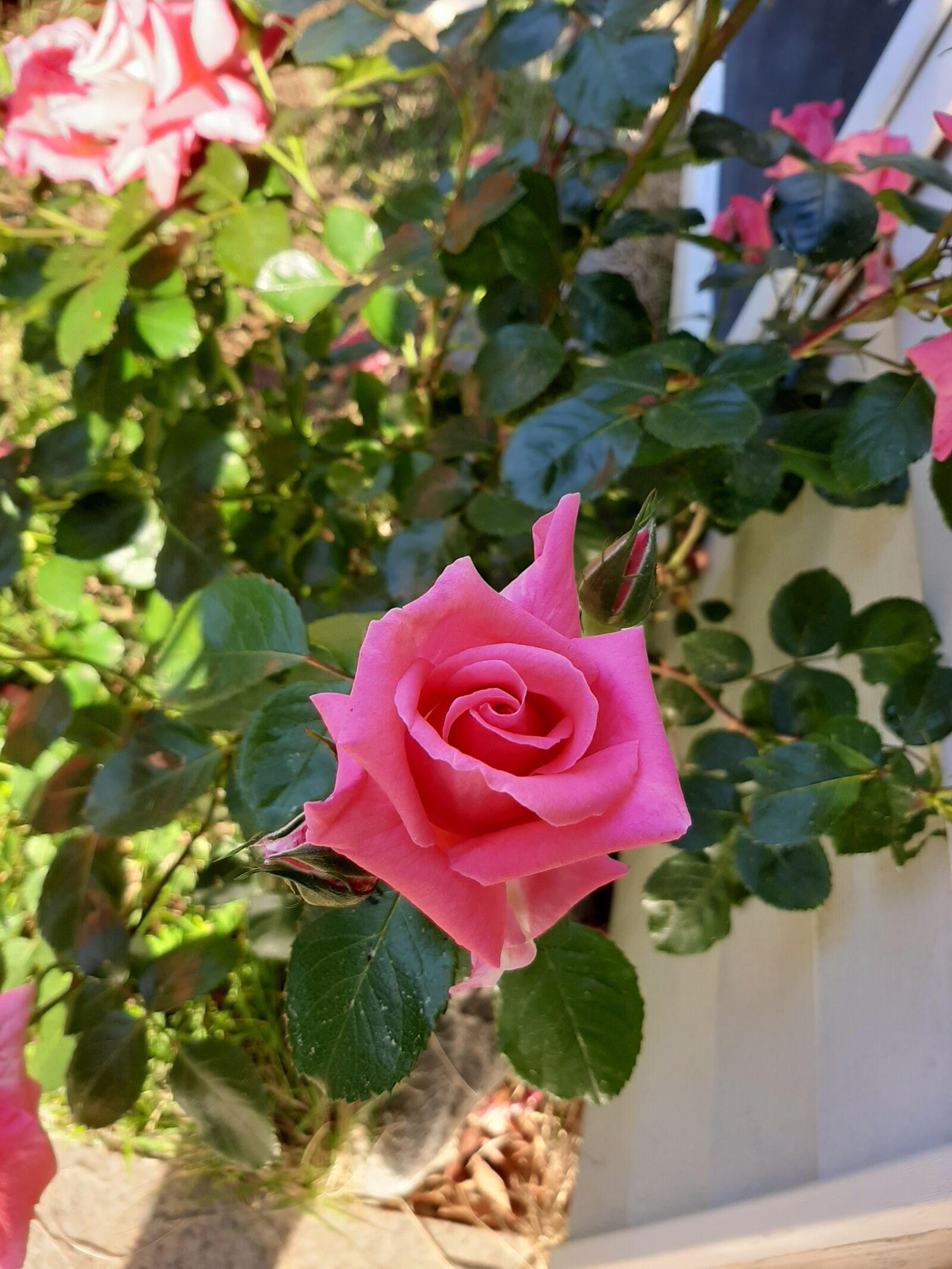 Samsung Galaxy A50 sample photo. Red roses, elegant roses photography