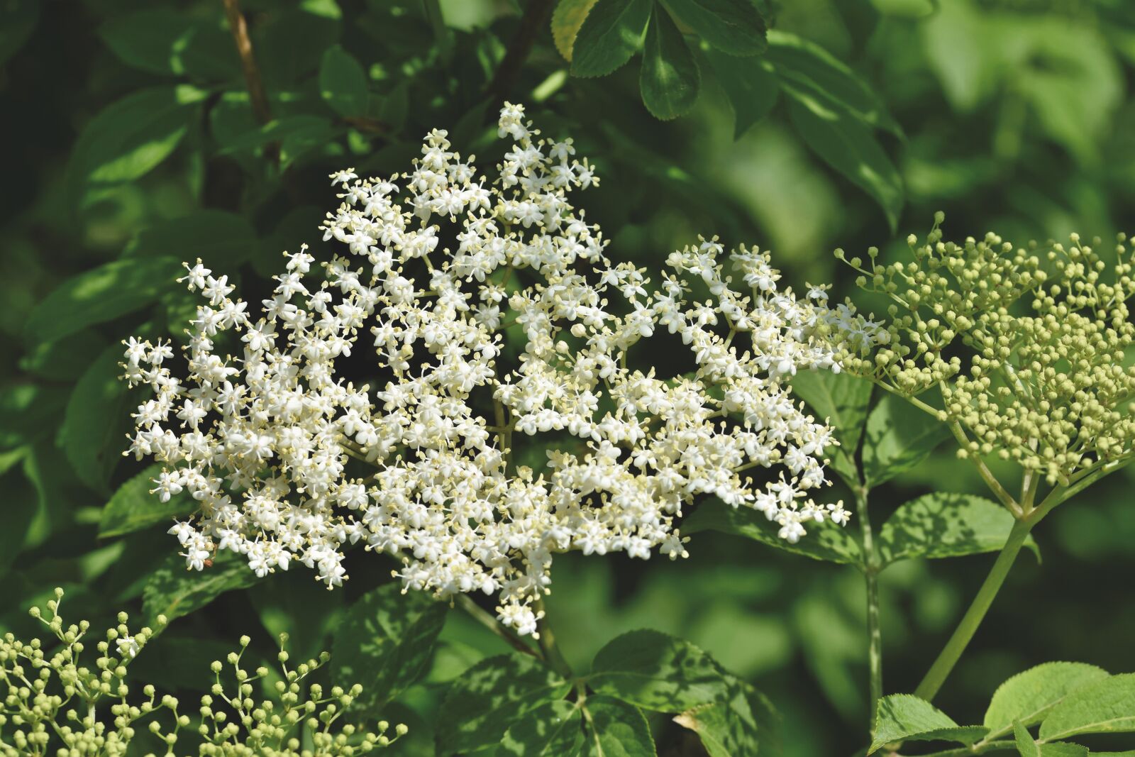 Nikon D7200 sample photo. Elder, elderflower, holder bush photography