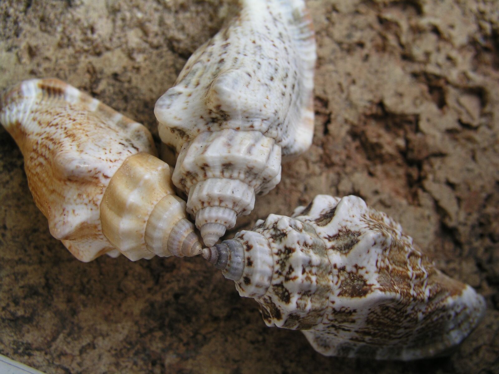 Olympus C5050Z sample photo. Shells, seaside, sand photography