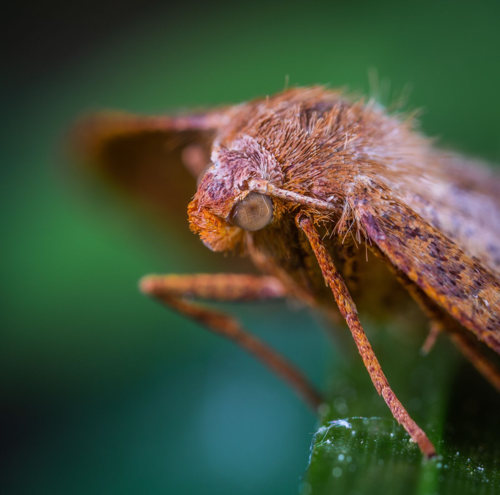 Sony a7R II sample photo. Butterfly, lepidoptera, insect photography