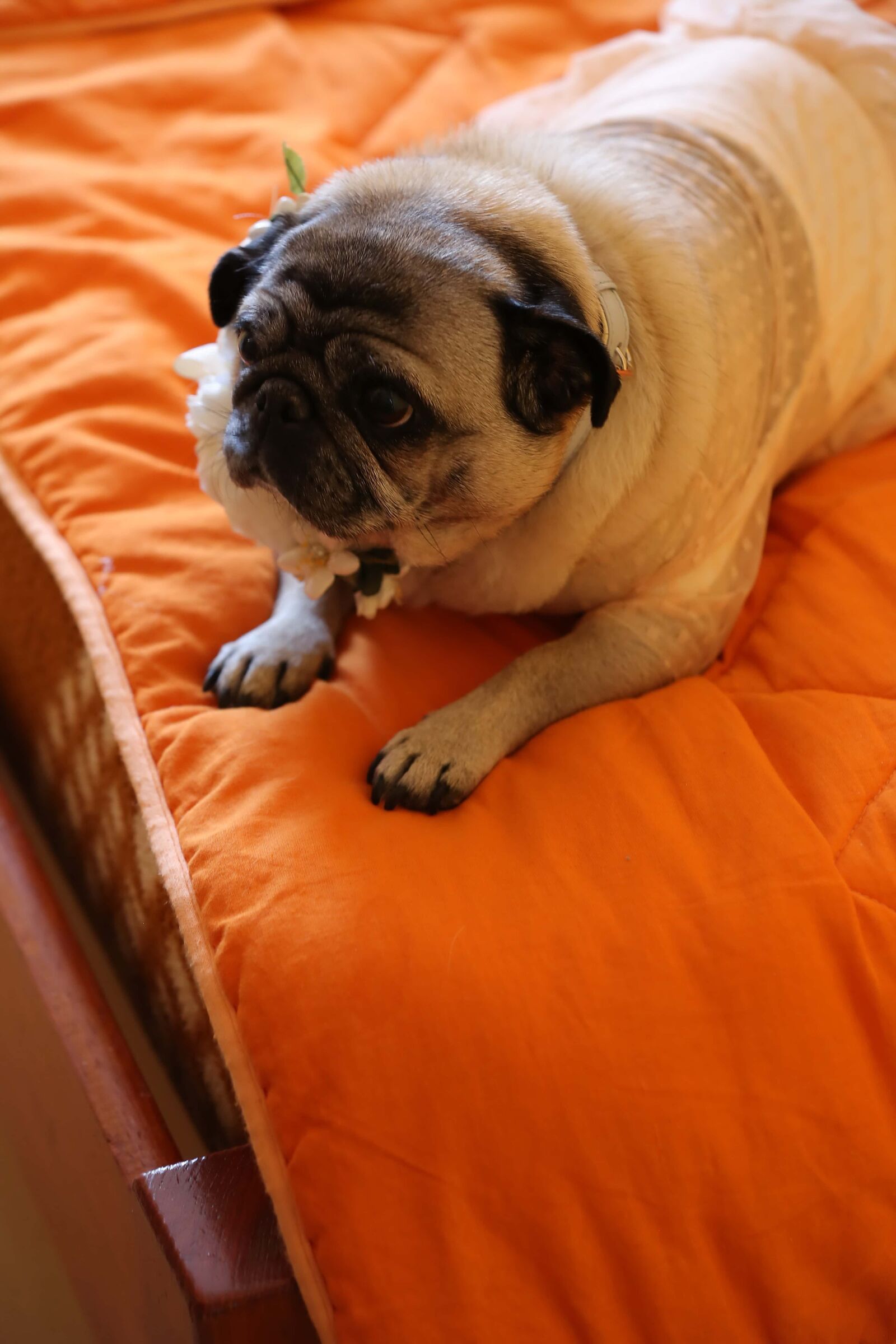Canon EOS 5D Mark III sample photo. Wedding dress, veil, dog photography