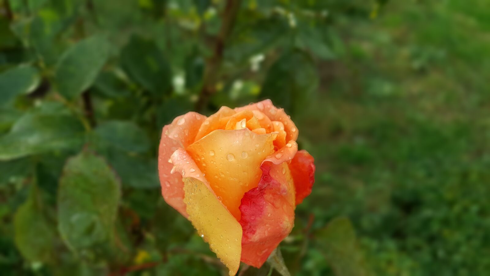 Samsung Galaxy Note5 sample photo. Rose, raindrops, garden photography