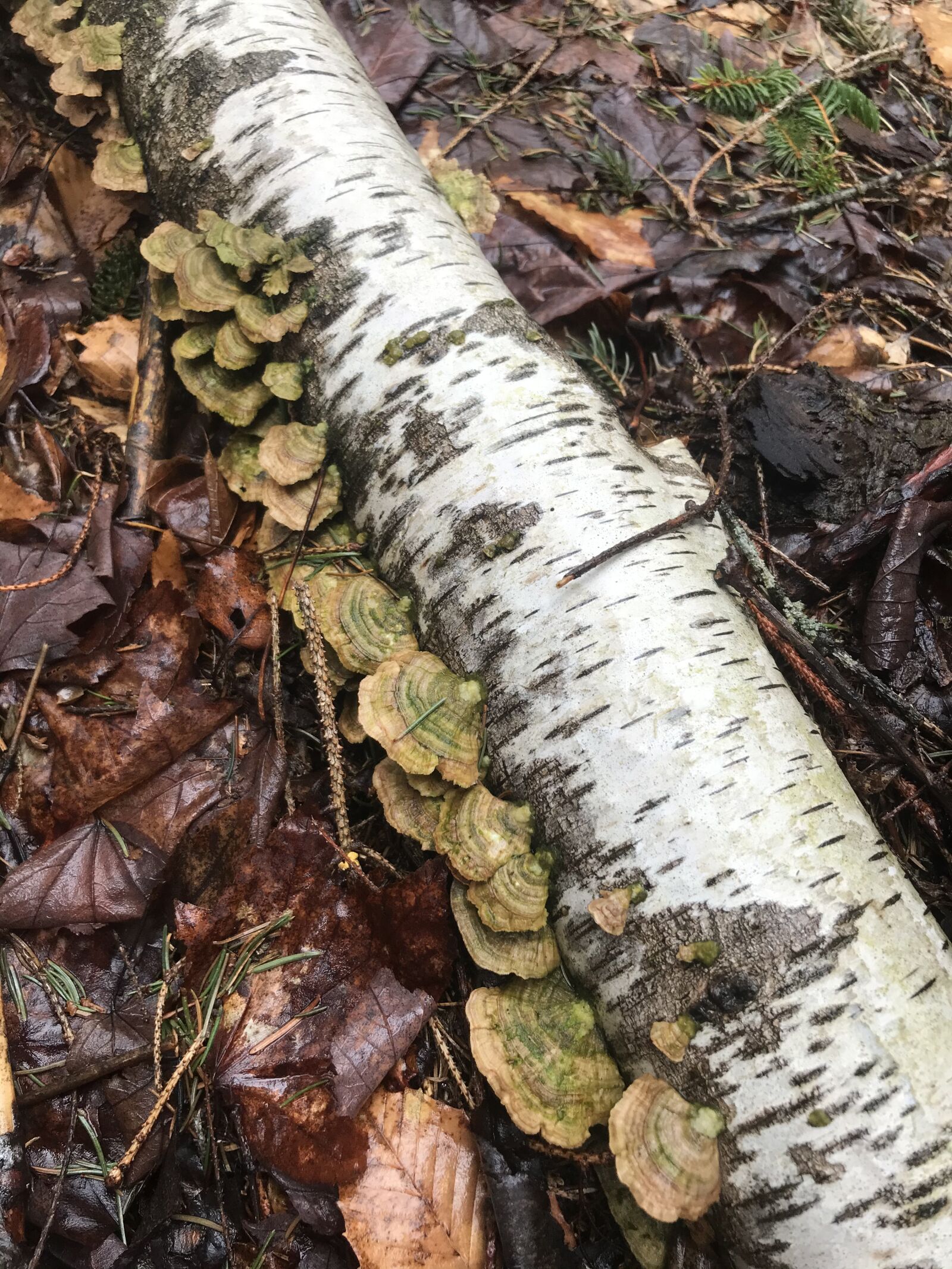iPhone 7 Plus back dual camera 3.99mm f/1.8 sample photo. Fungi, birch, white photography