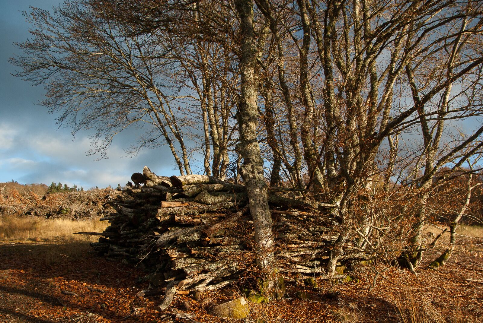 Pentax K10D sample photo. Wood, branches, wood pile photography
