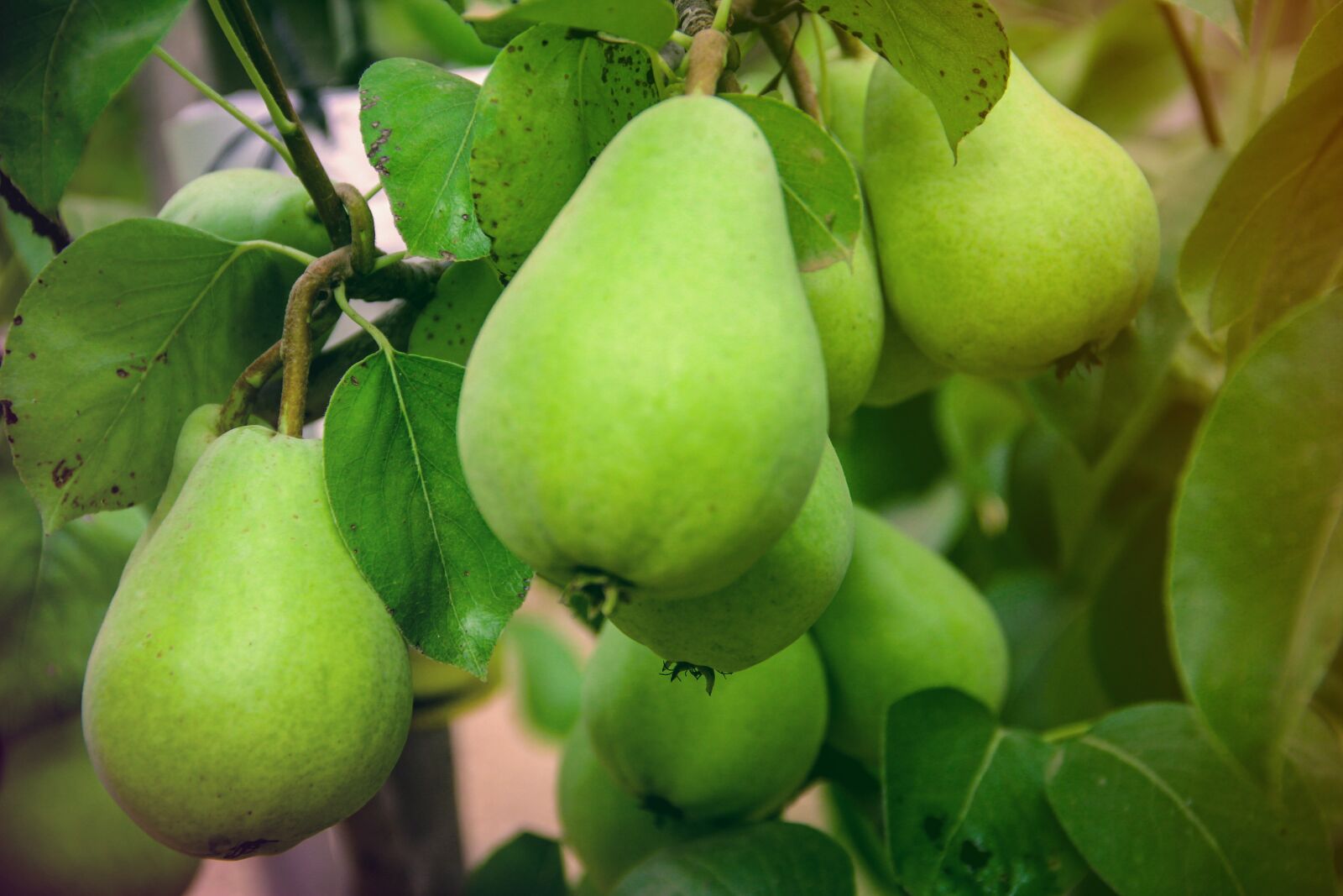 Canon EOS 600D (Rebel EOS T3i / EOS Kiss X5) sample photo. Pear, fruit, green photography