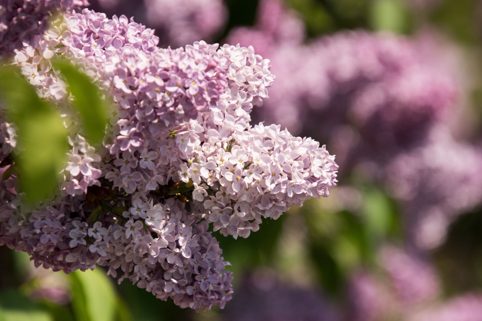 Nikon D3300 sample photo. Flower, nature, plant photography