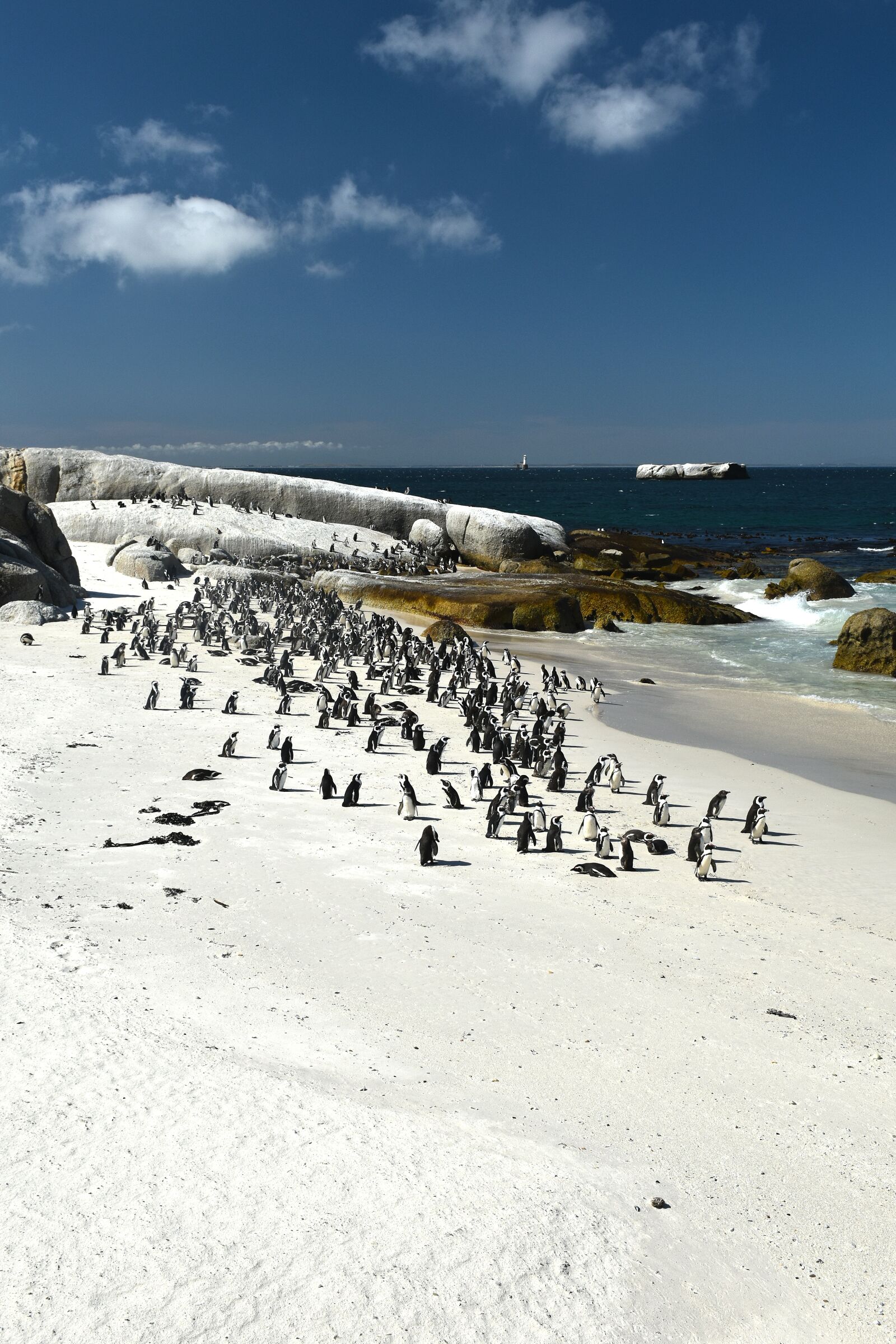 Nikon D5600 sample photo. Animal, penguin, bird photography