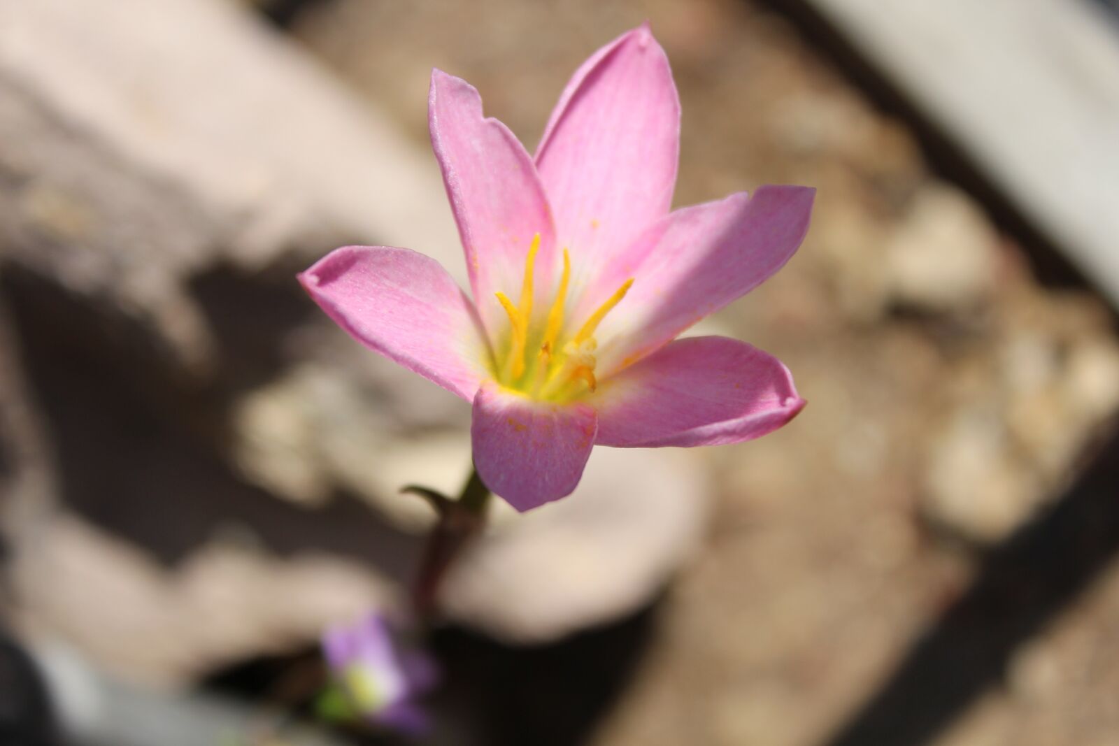 Canon EOS 600D (Rebel EOS T3i / EOS Kiss X5) sample photo. Flower, spring, nature photography