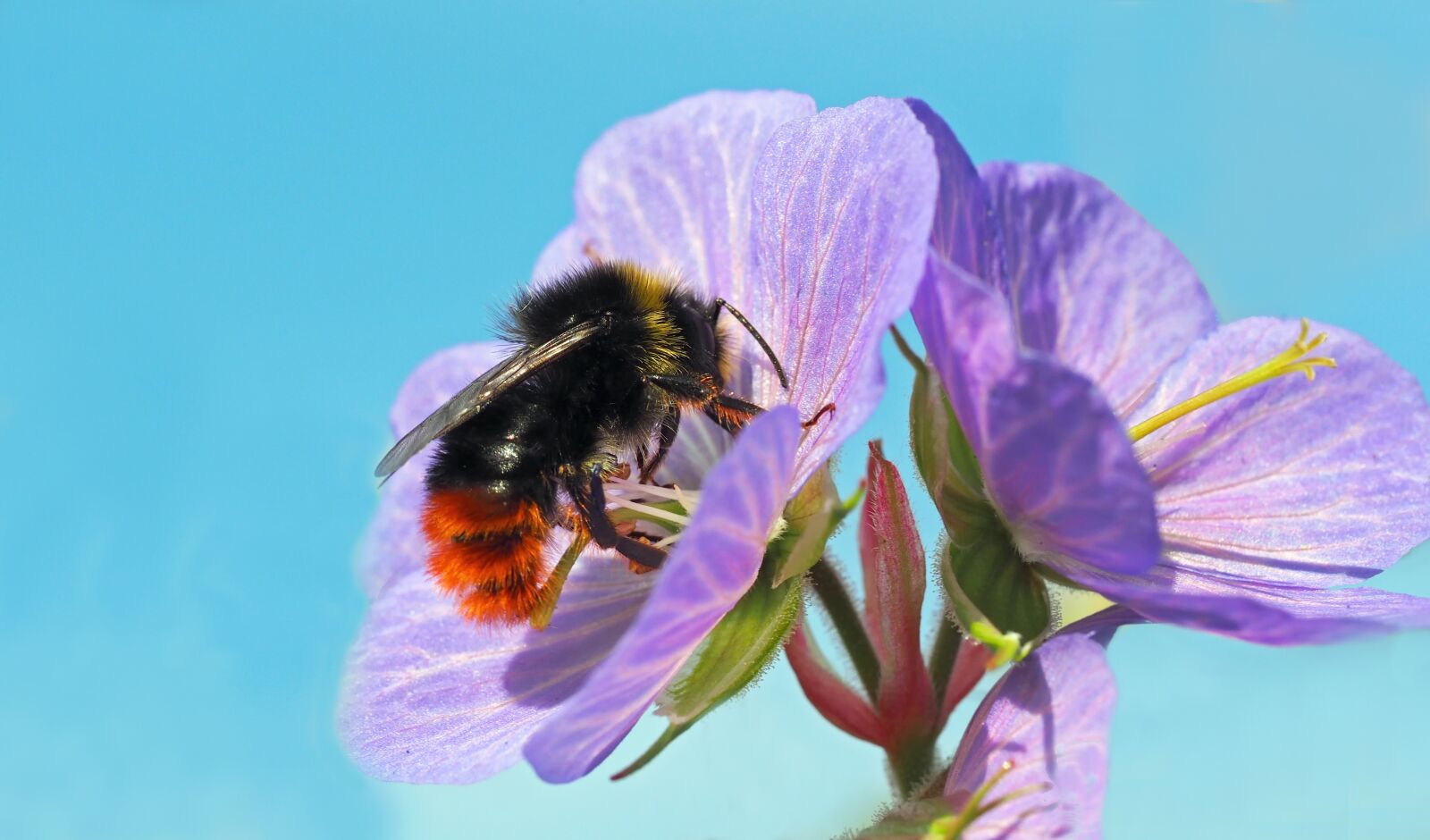 Olympus M.Zuiko Digital ED 60mm F2.8 Macro sample photo. Stone hummel, bombus, cranesbill photography