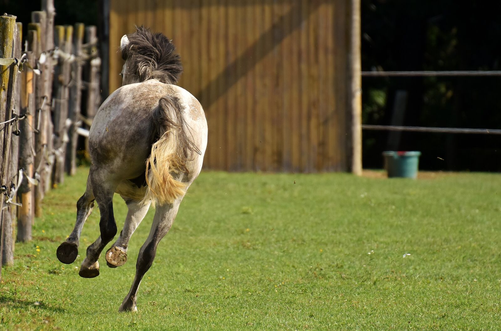 Nikon D7200 sample photo. Mold, horse, love for photography