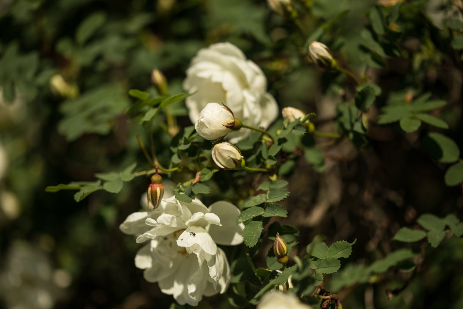 Canon EOS 6D sample photo. Rose, flower, plant photography