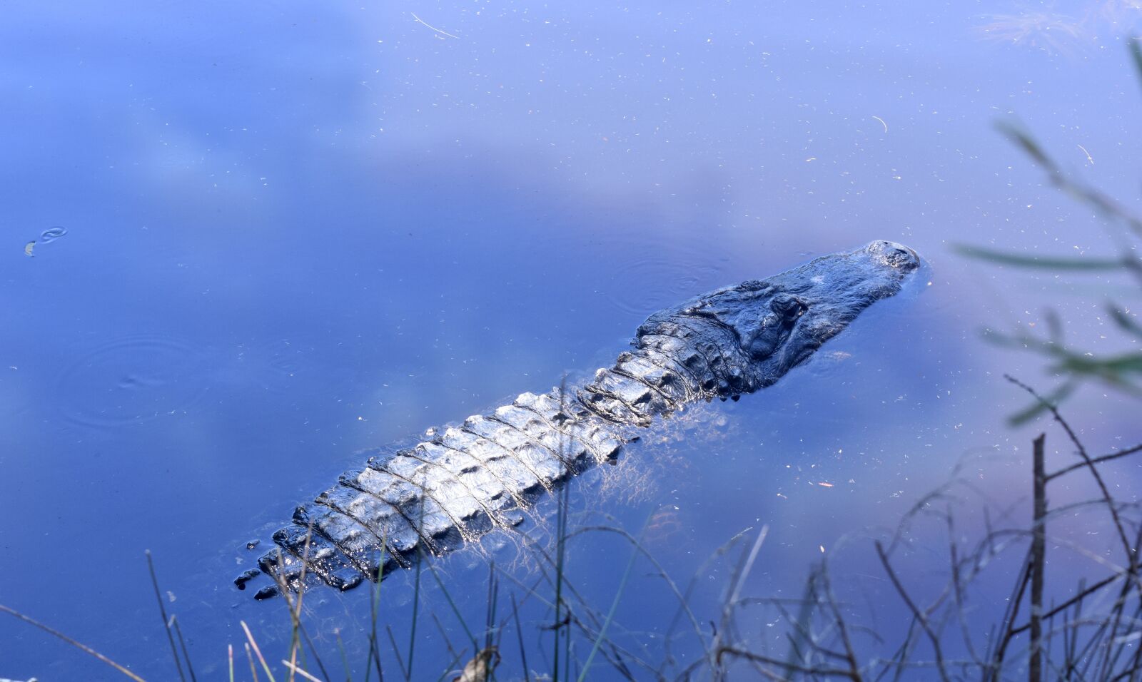 Nikon D7200 sample photo. Aligator, water, zoo photography