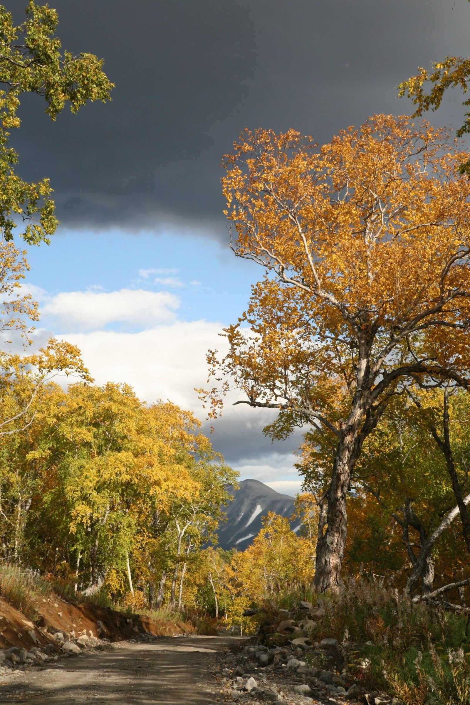 Canon EOS 5D sample photo. Autumn, forest, trees photography