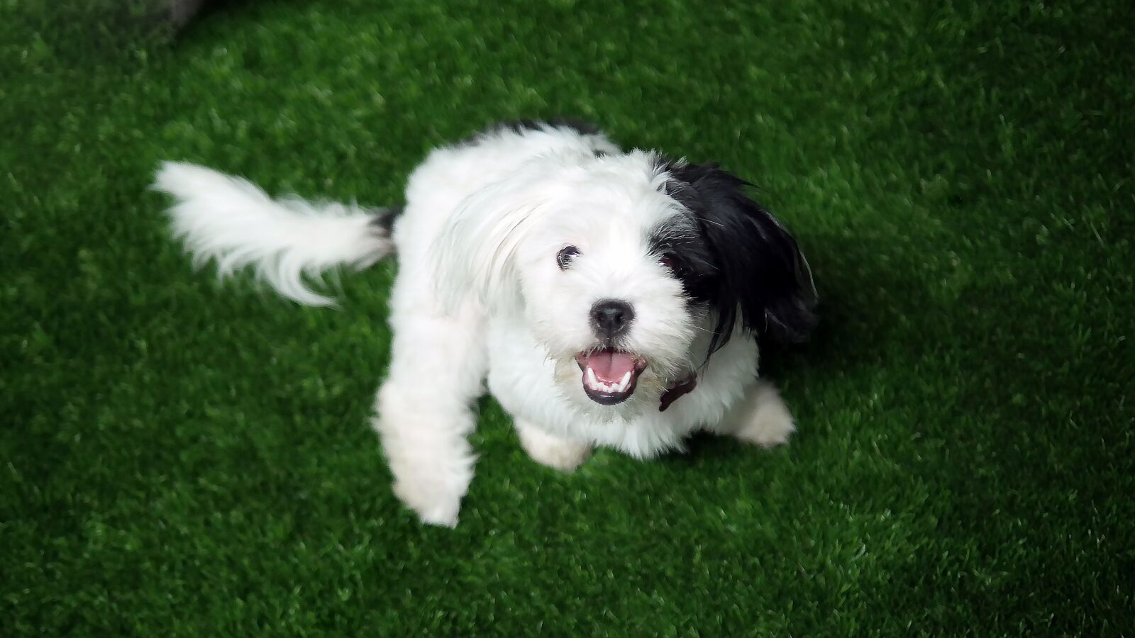 Panasonic Lumix DMC-GH4 sample photo. Dog, canine, mammal photography