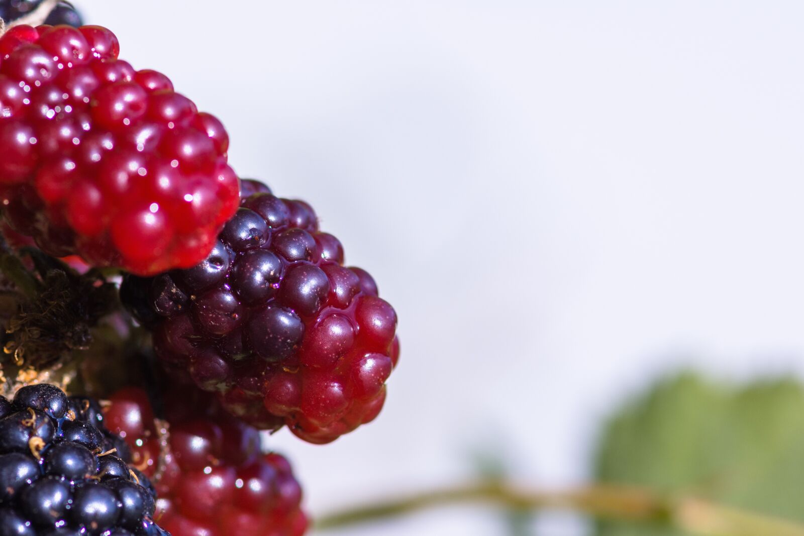 Nikon D7200 sample photo. Blackberries, bramble, berries photography