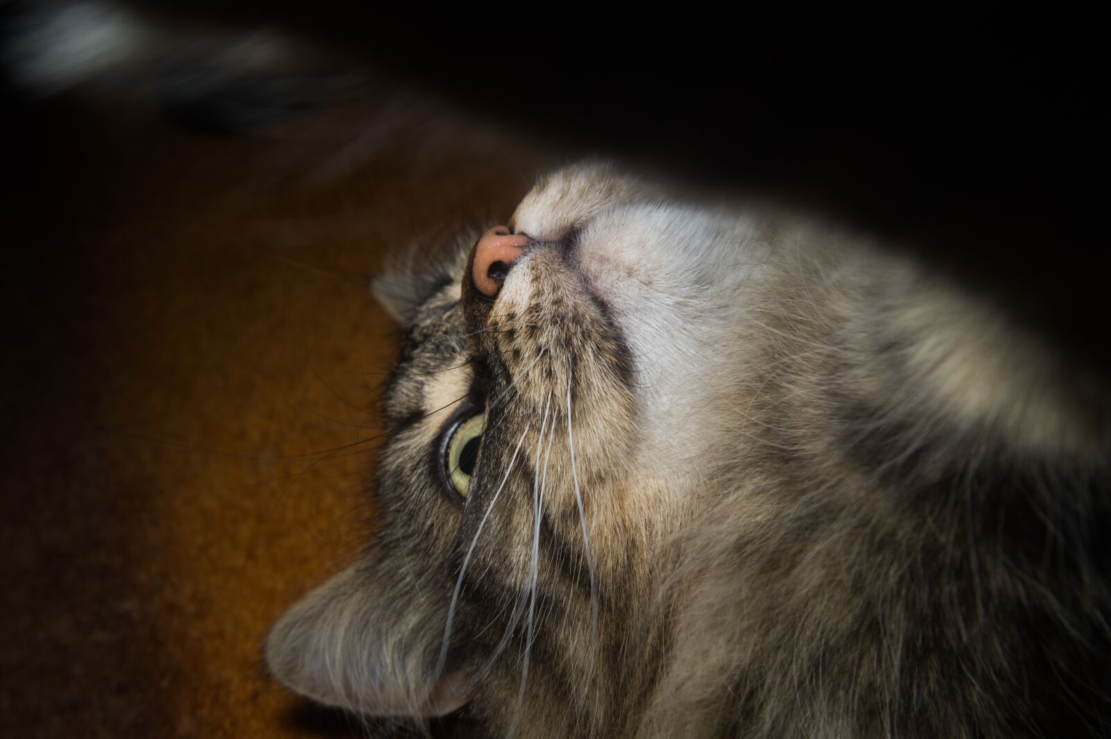 Sony DT 18-55mm F3.5-5.6 SAM II sample photo. Cat, norwegian forest cat photography