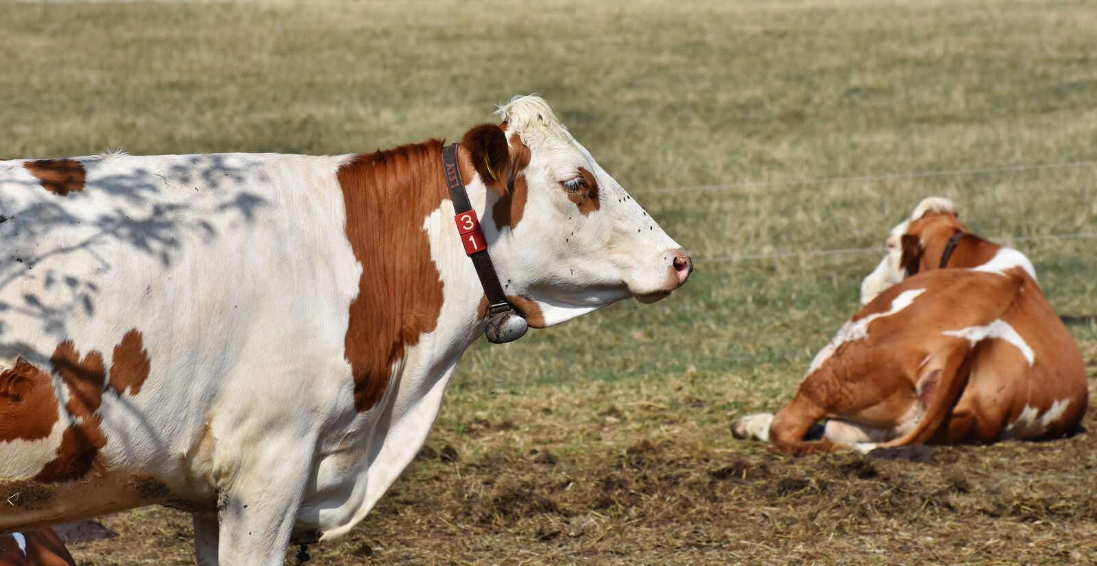 Nikon D7200 sample photo. Cow, beef, cattle photography