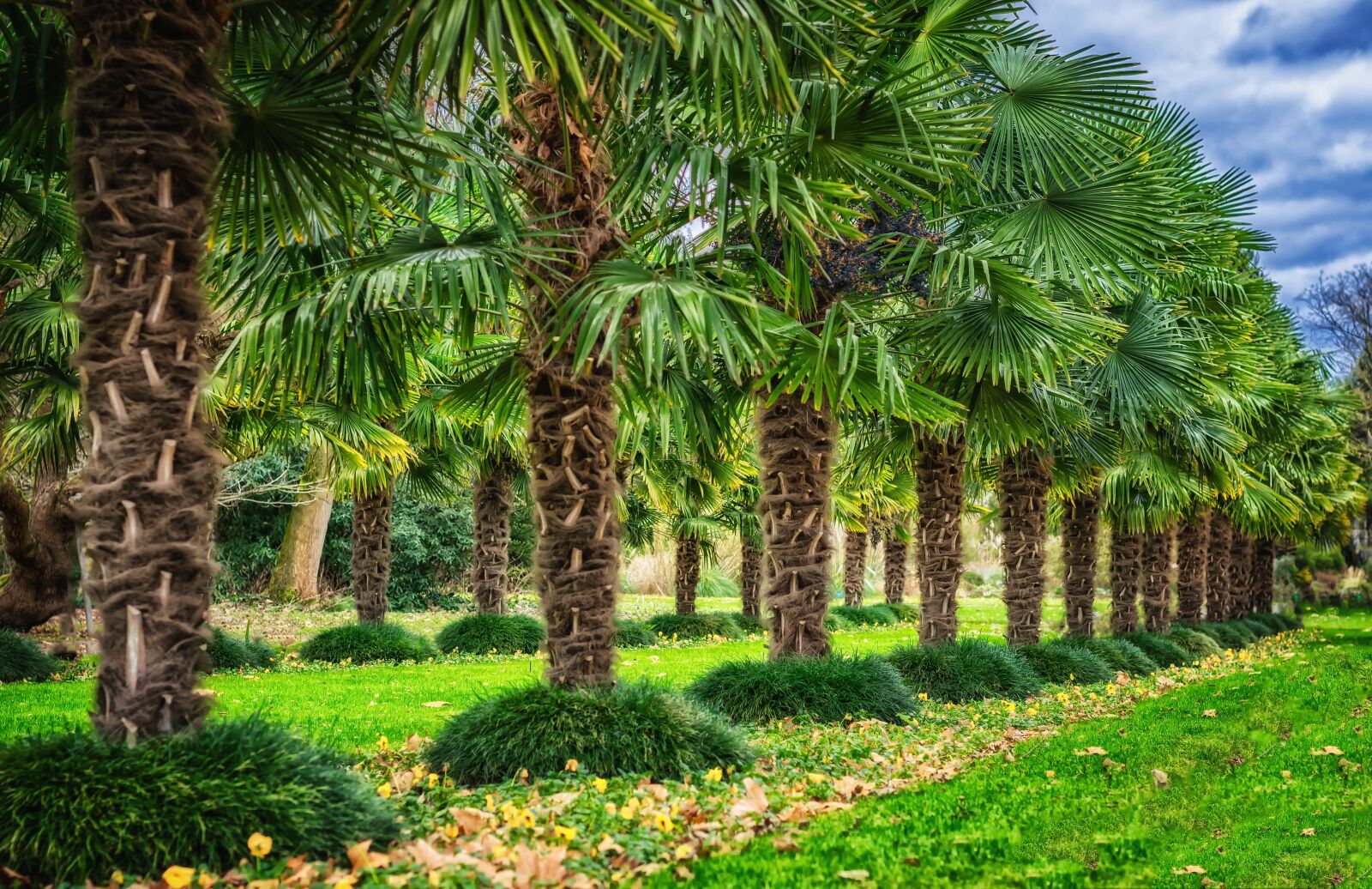 Nikon D3300 sample photo. Trees, palm trees, exotic photography