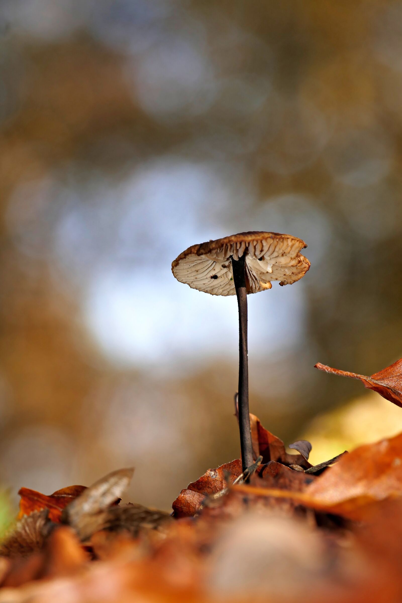Panasonic Lumix DMC-FZ1000 sample photo. Mushroom, forest, nature photography