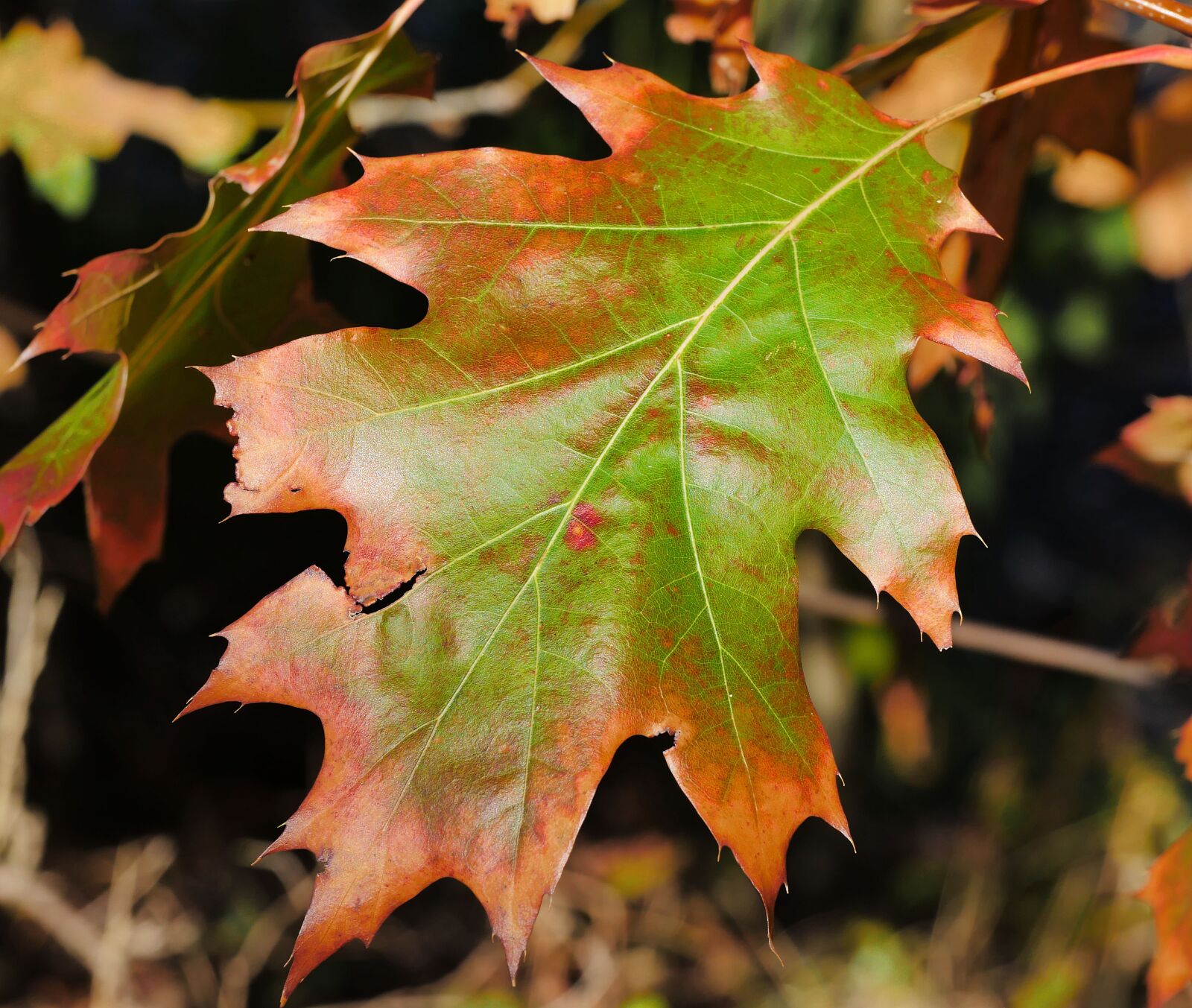 Panasonic Lumix DMC-GX8 sample photo. Autumn leaf, leaves, leaf photography