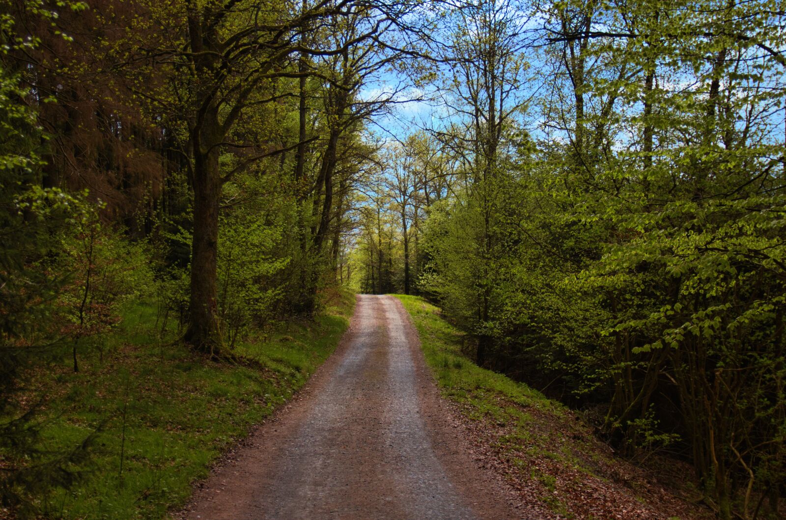 Canon EOS 800D (EOS Rebel T7i / EOS Kiss X9i) sample photo. Forest, germany, siegerland photography