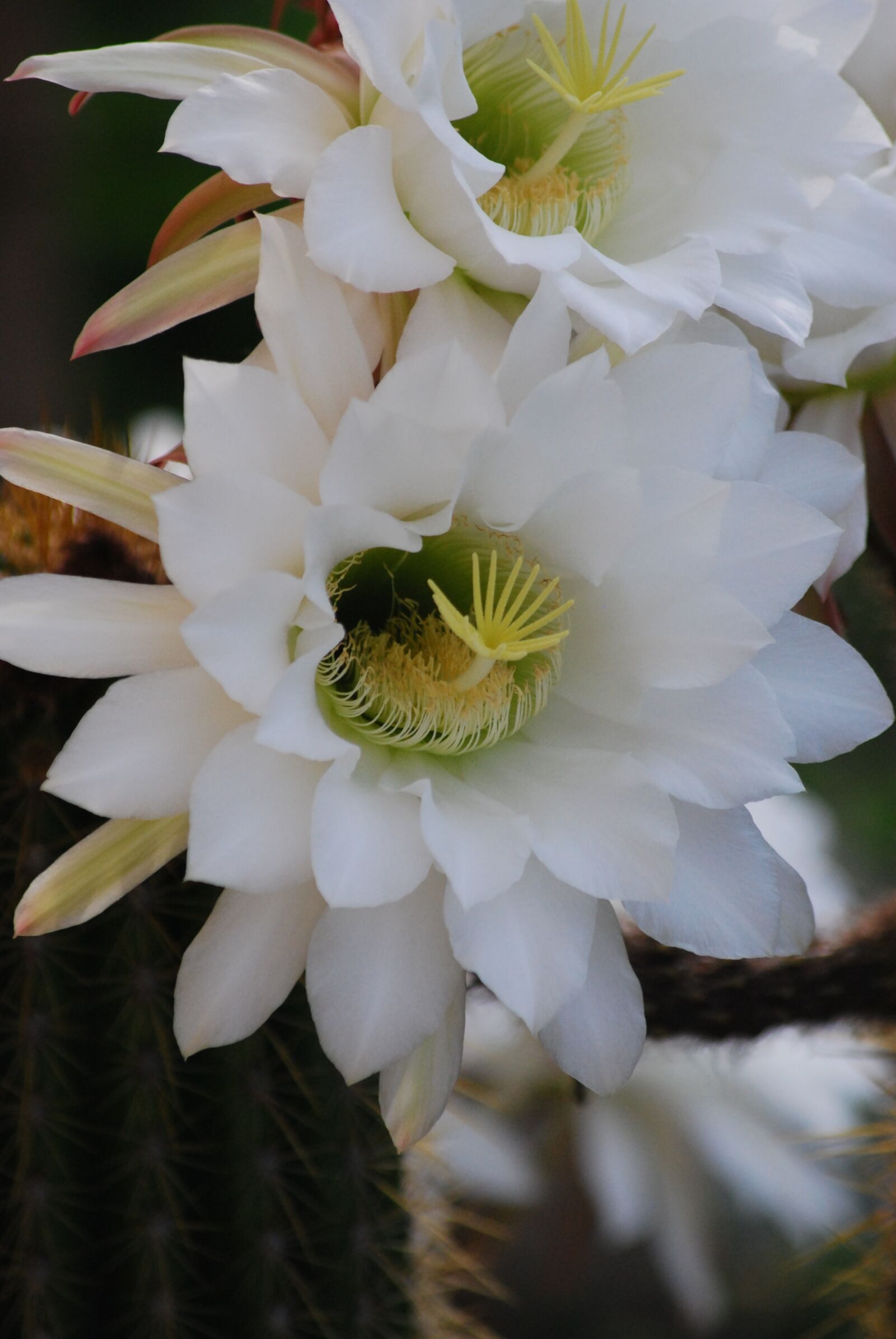 Nikon D60 sample photo. Cactus, flower, plant photography