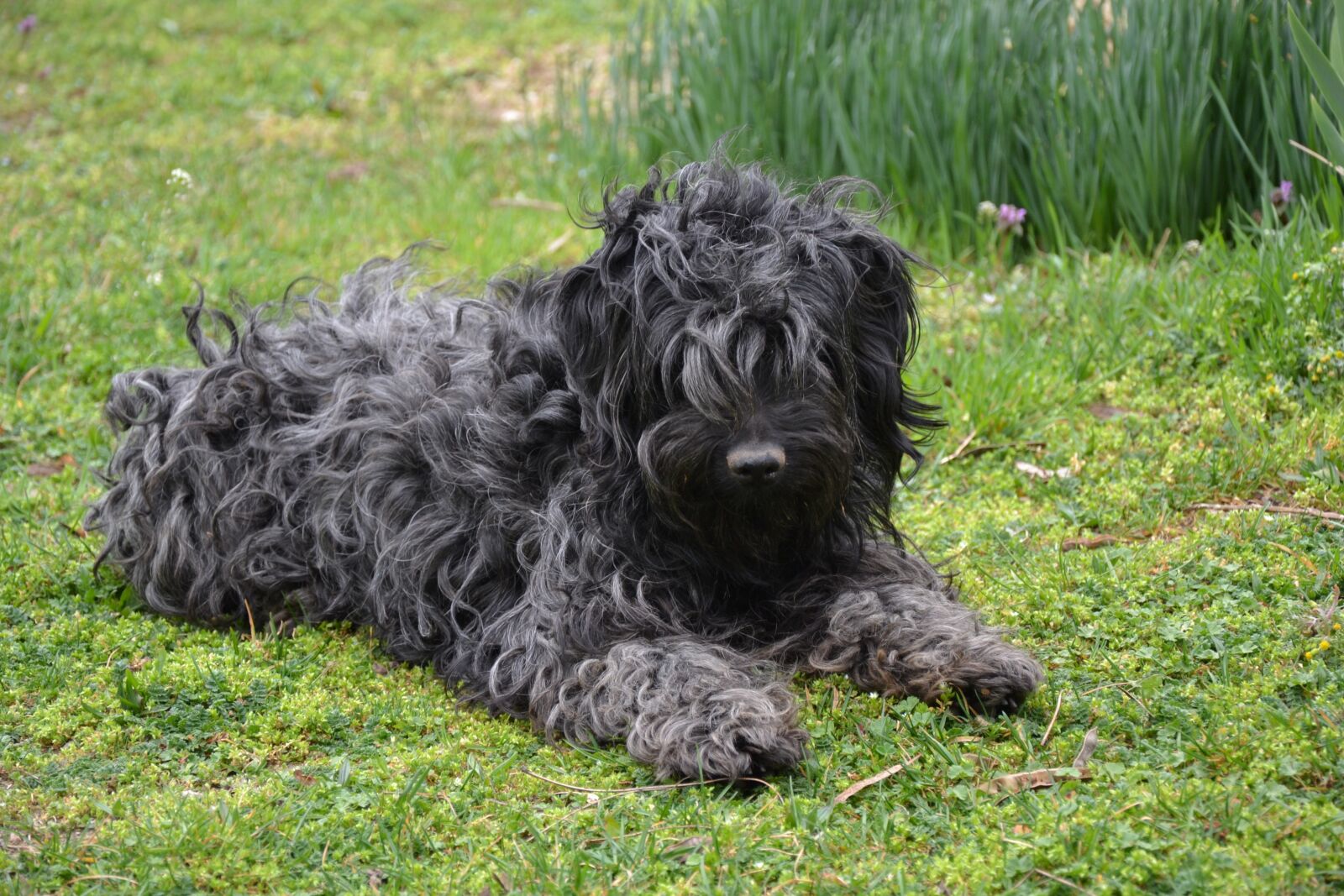 Nikon D3100 sample photo. Puli, native hungarian breed photography
