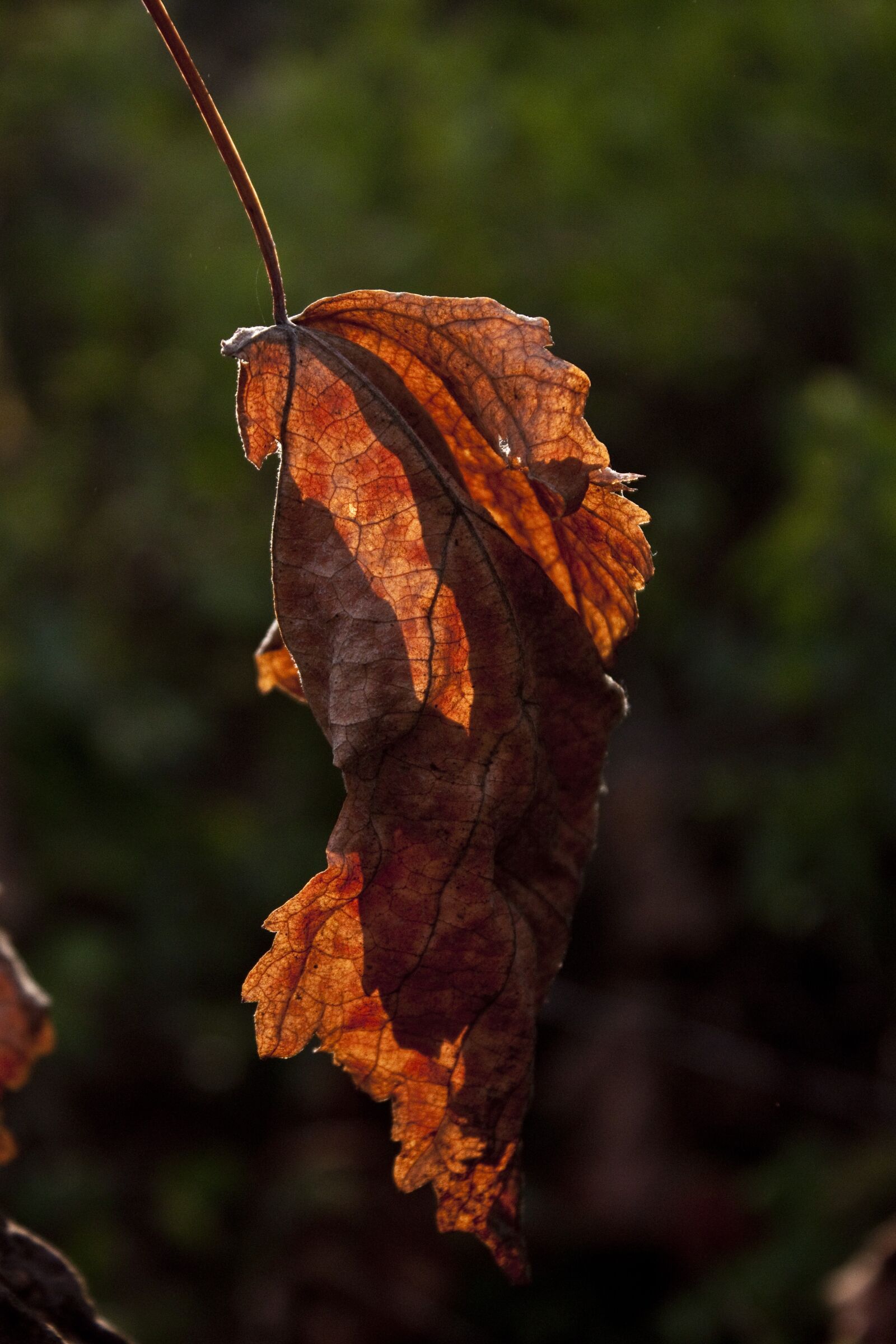 Canon EOS 500D (EOS Rebel T1i / EOS Kiss X3) sample photo. Light, leaves, reverse light photography