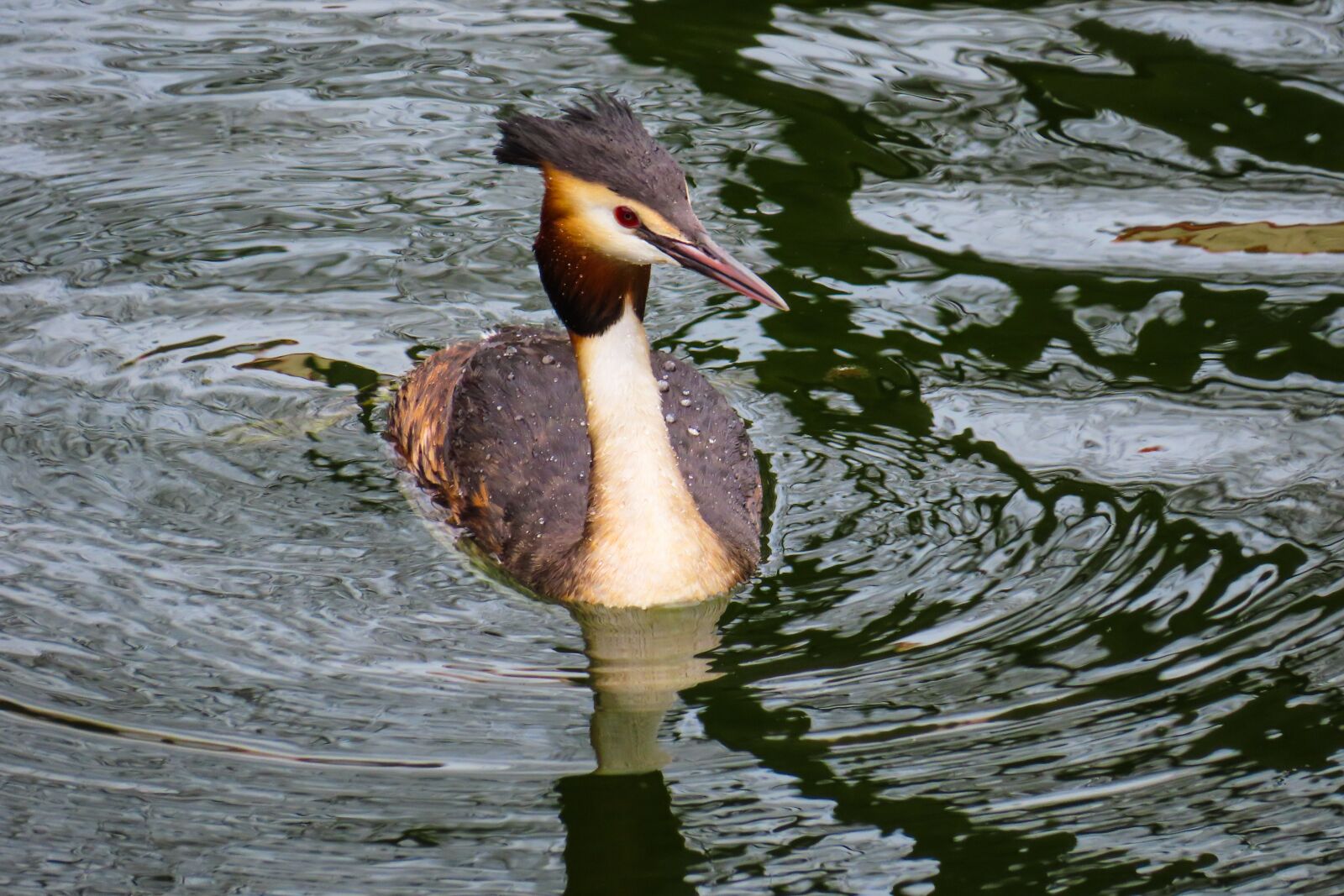 Canon PowerShot SX740 HS sample photo. Animal world, great crested photography