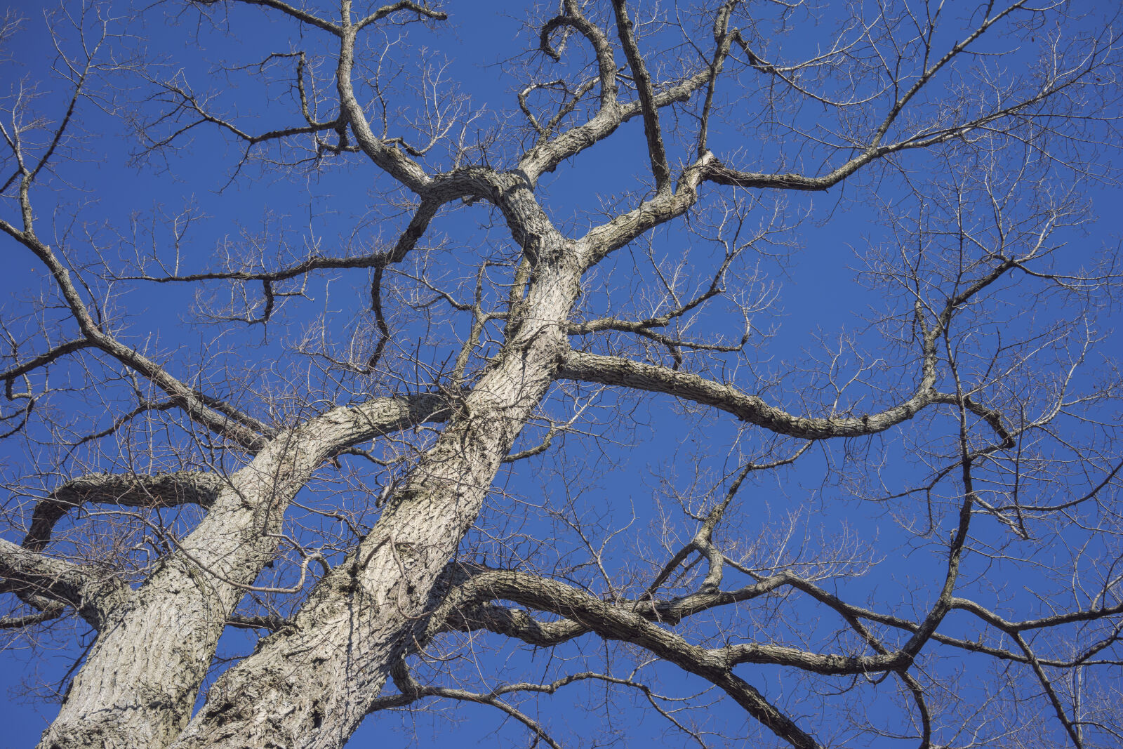 Sony a7 + Sony Sonnar T* FE 35mm F2.8 ZA sample photo. Blue, sky, branches, tree photography