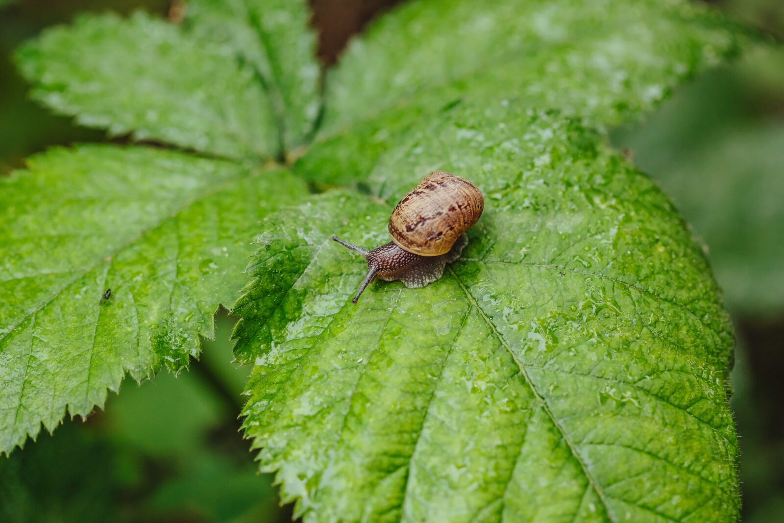 Canon EF 100mm F2.8 Macro USM sample photo. Dew, moisture, rain, raindrop photography