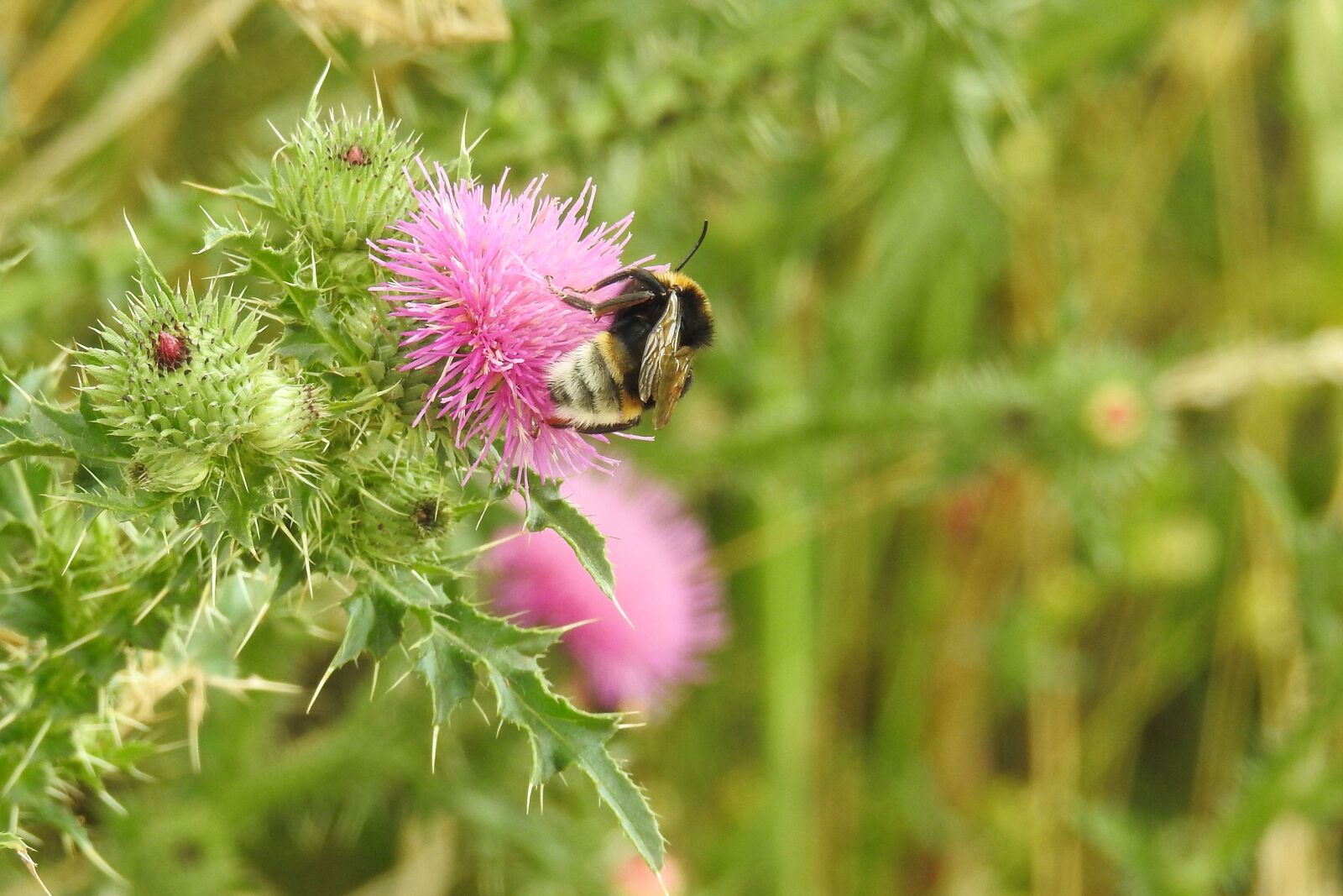 Nikon Coolpix P900 sample photo. Thistle, thistle flower, insect photography