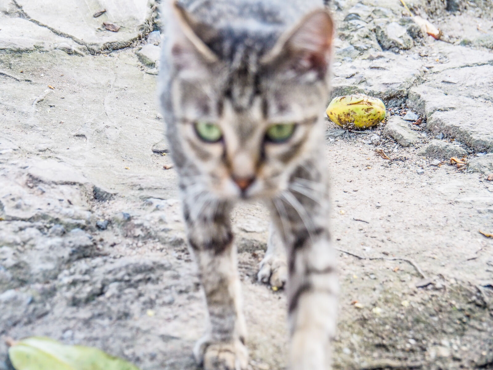 Olympus OM-D E-M10 II sample photo. Animal, animal, photography, cat photography