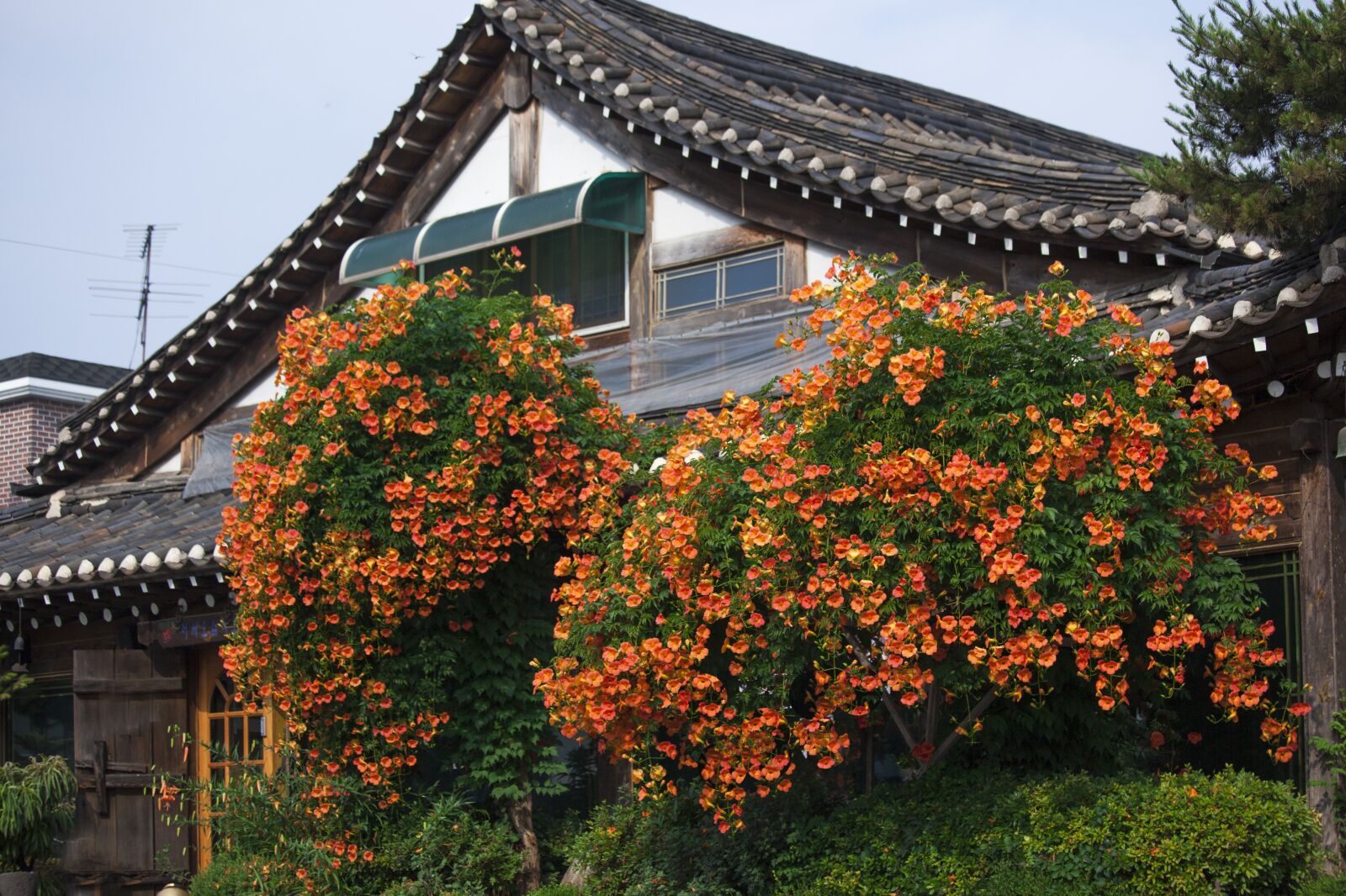 Canon EOS 5D Mark II sample photo. Campsis, hanok, flowers photography