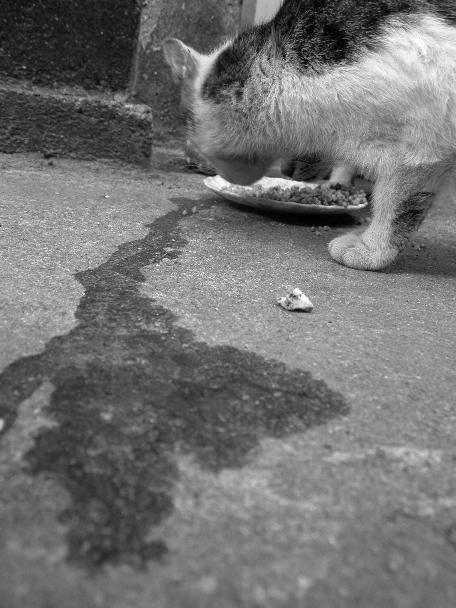 Nikon E5700 sample photo. Cat, kitten, feral cat photography