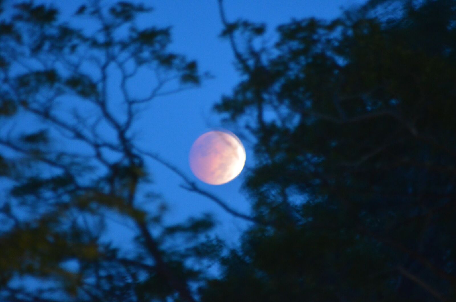 Nikon D5100 sample photo. Red, moon, eclipse photography