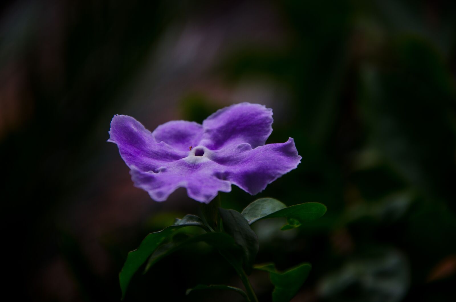 Nikon D7000 sample photo. Flower, garden, close-up photography
