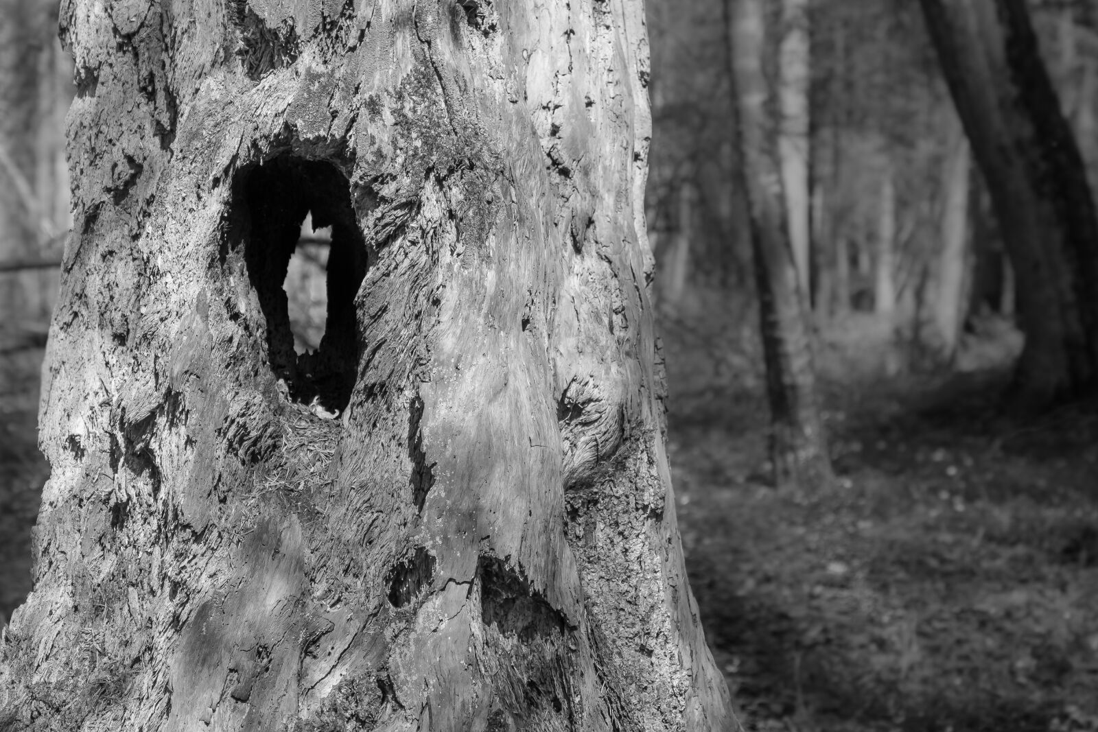 Fujifilm X-T1 sample photo. Trunk, tree, hollow photography