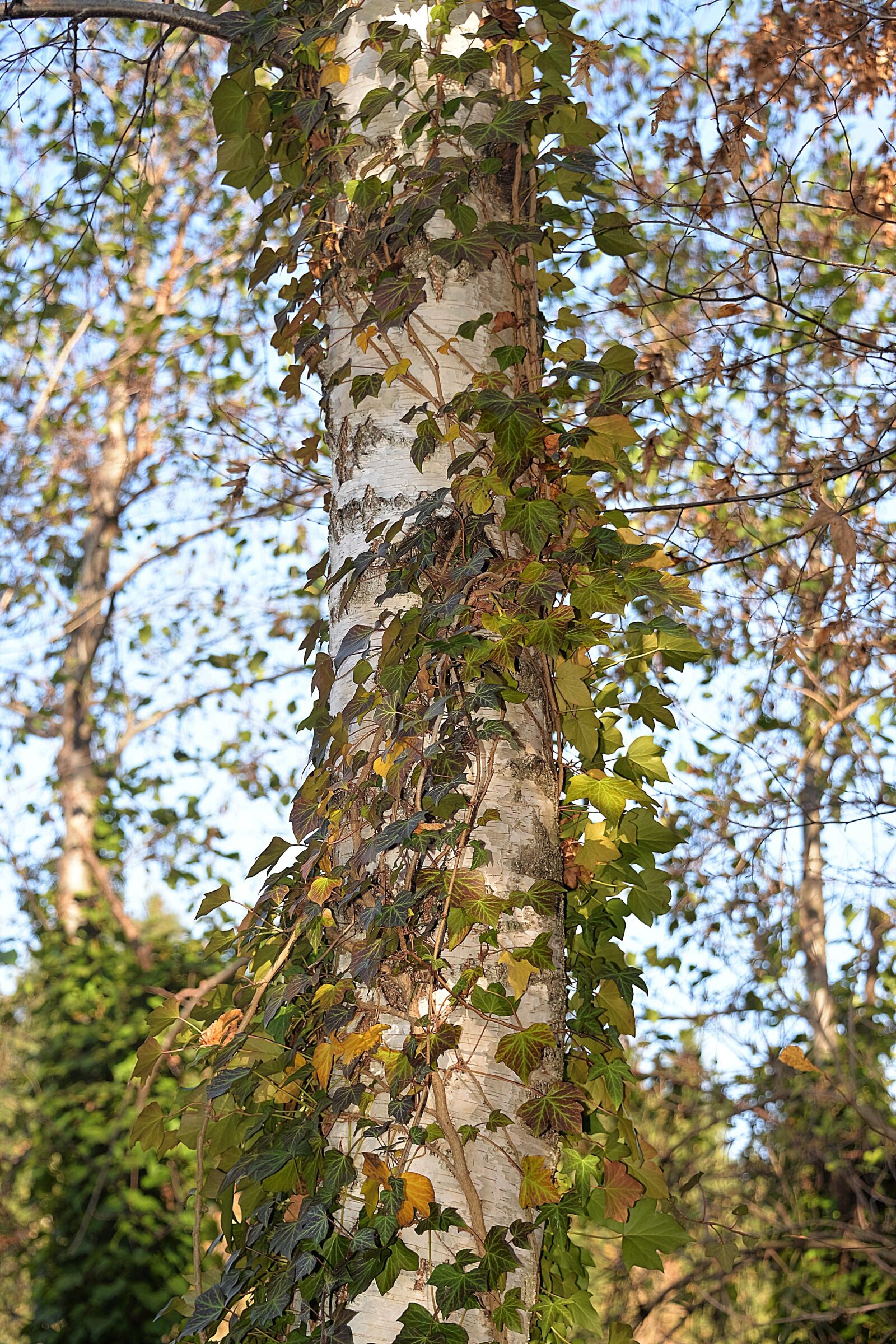 Nikon D610 sample photo. Birch, leaves, fouling photography