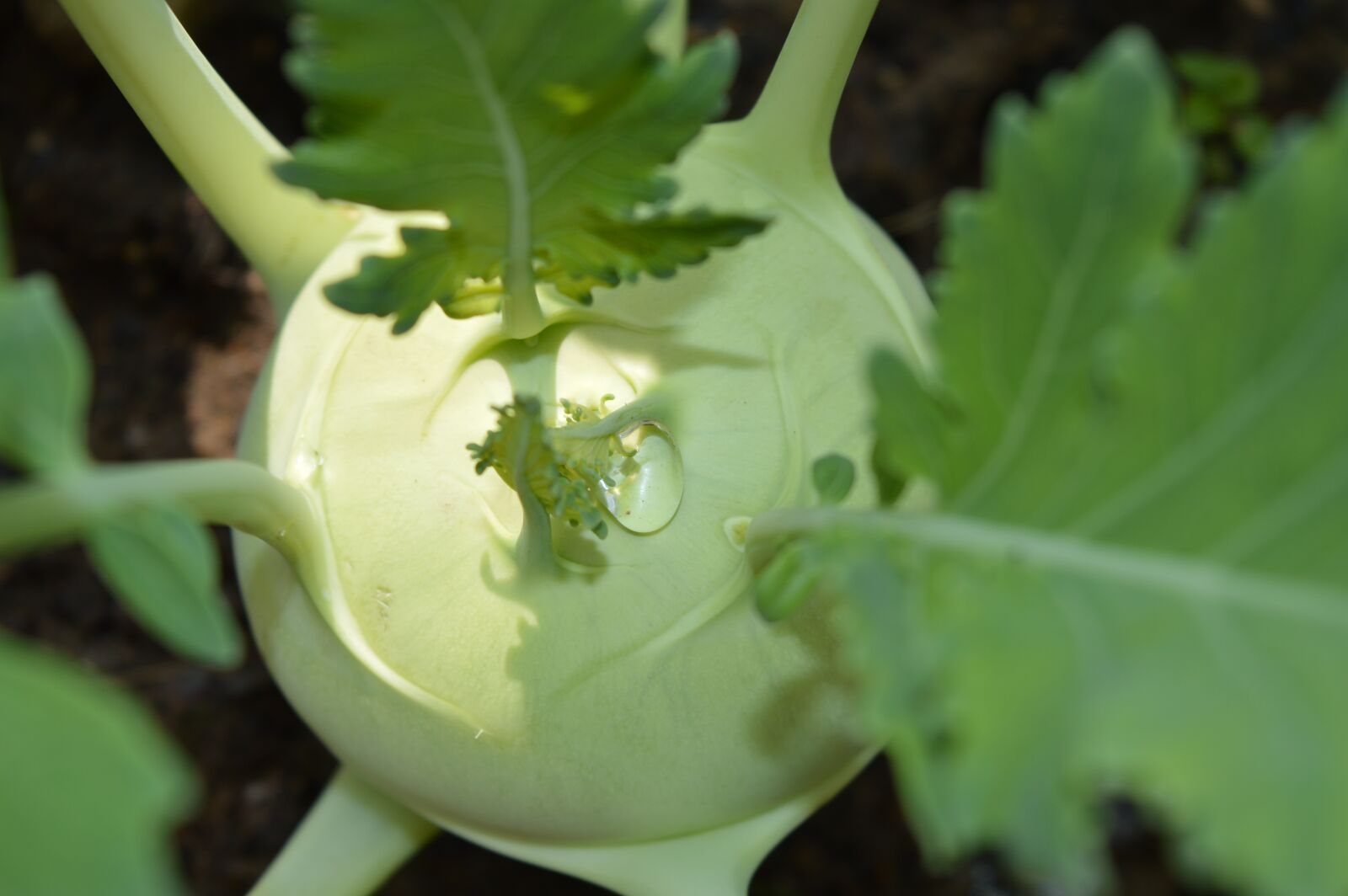 Nikon D3200 sample photo. Vegetables, kohlrabi, vitamins photography