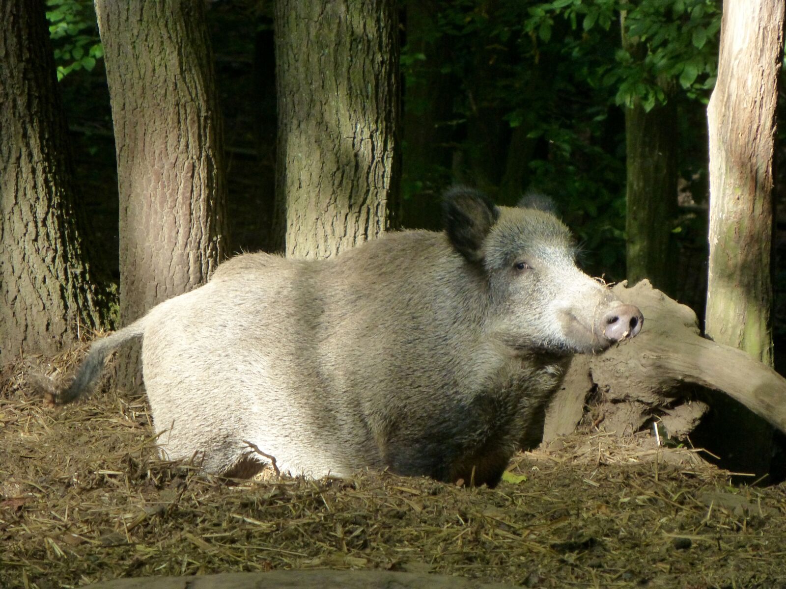 Panasonic DMC-TZ31 sample photo. Boar, sow, animal photography