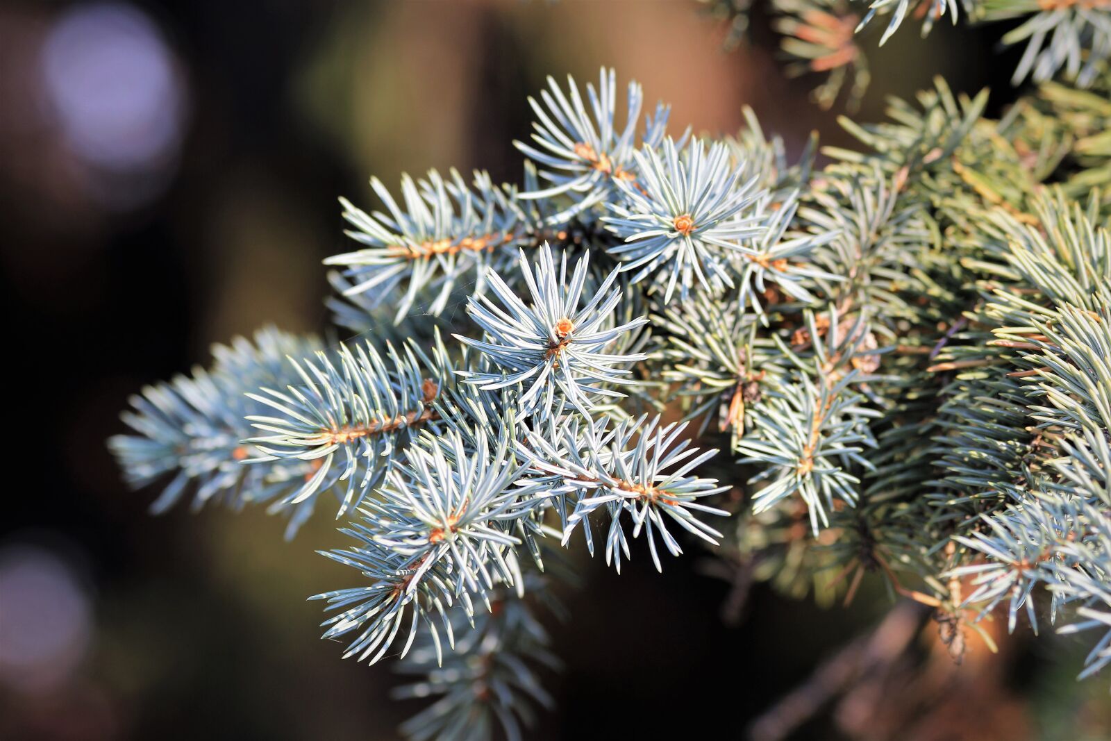 Canon EOS 600D (Rebel EOS T3i / EOS Kiss X5) sample photo. Silver fir tree, abies photography