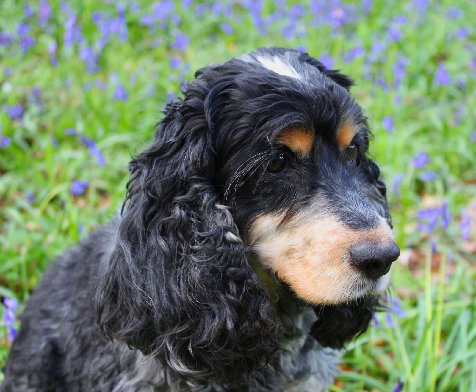 Canon EOS 1200D (EOS Rebel T5 / EOS Kiss X70 / EOS Hi) sample photo. Cocker, spaniel, dog photography