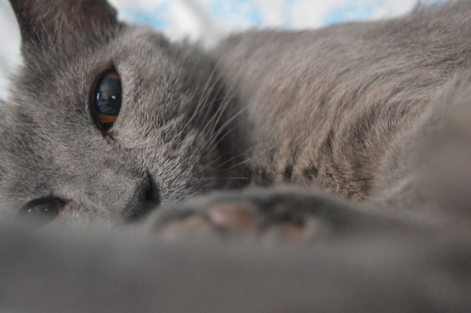 Nikon D3200 sample photo. Cat, sleeping photography